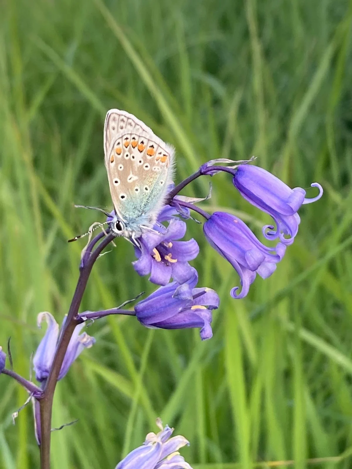 A butterfly perched on a purple wildflower with green grass in the background.