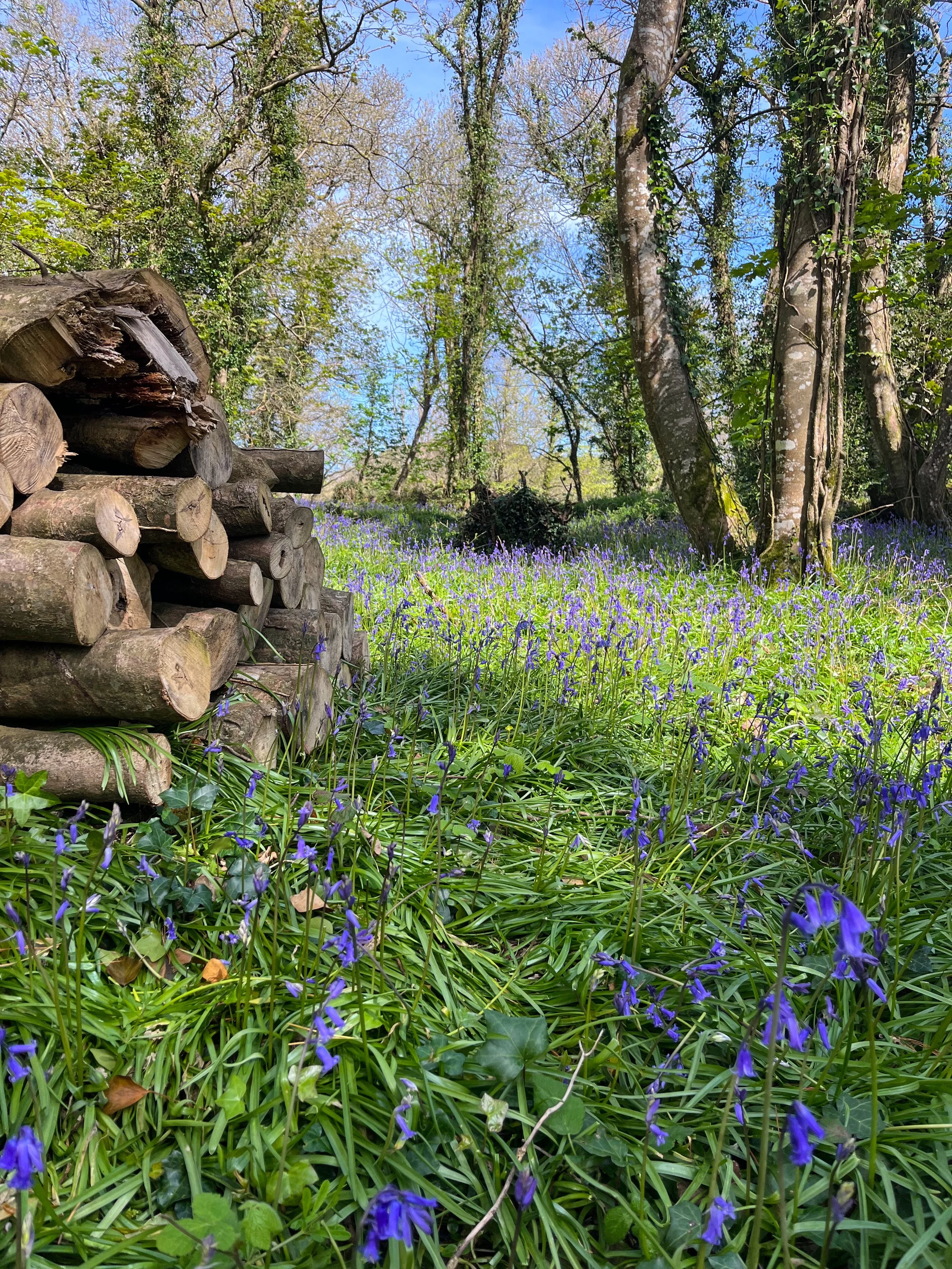 bluebell wood in Mothecombe gardens