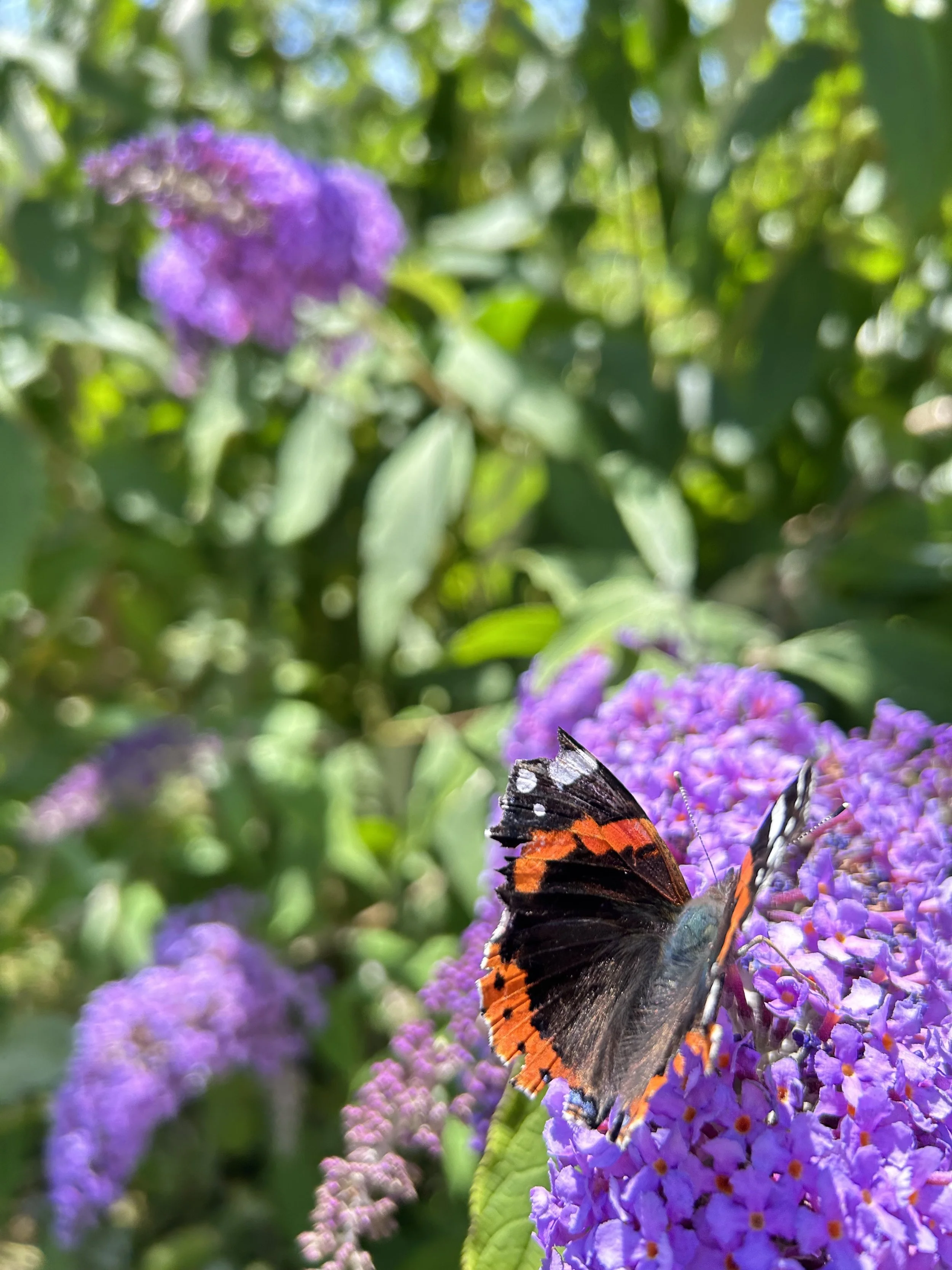 A butterfly with black, orange, and white markings perched on purple flowers in a green garden setting.