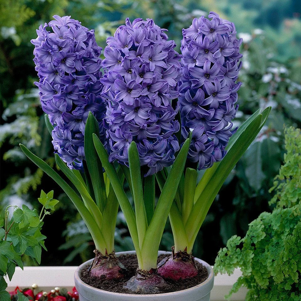 Hyacinth Delft Blue.jpg