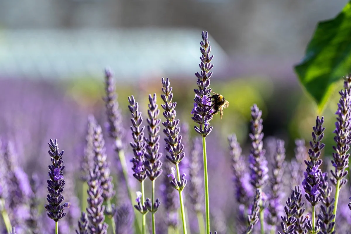 Close-up of a bee on a purple lavender flower in a lavender field.