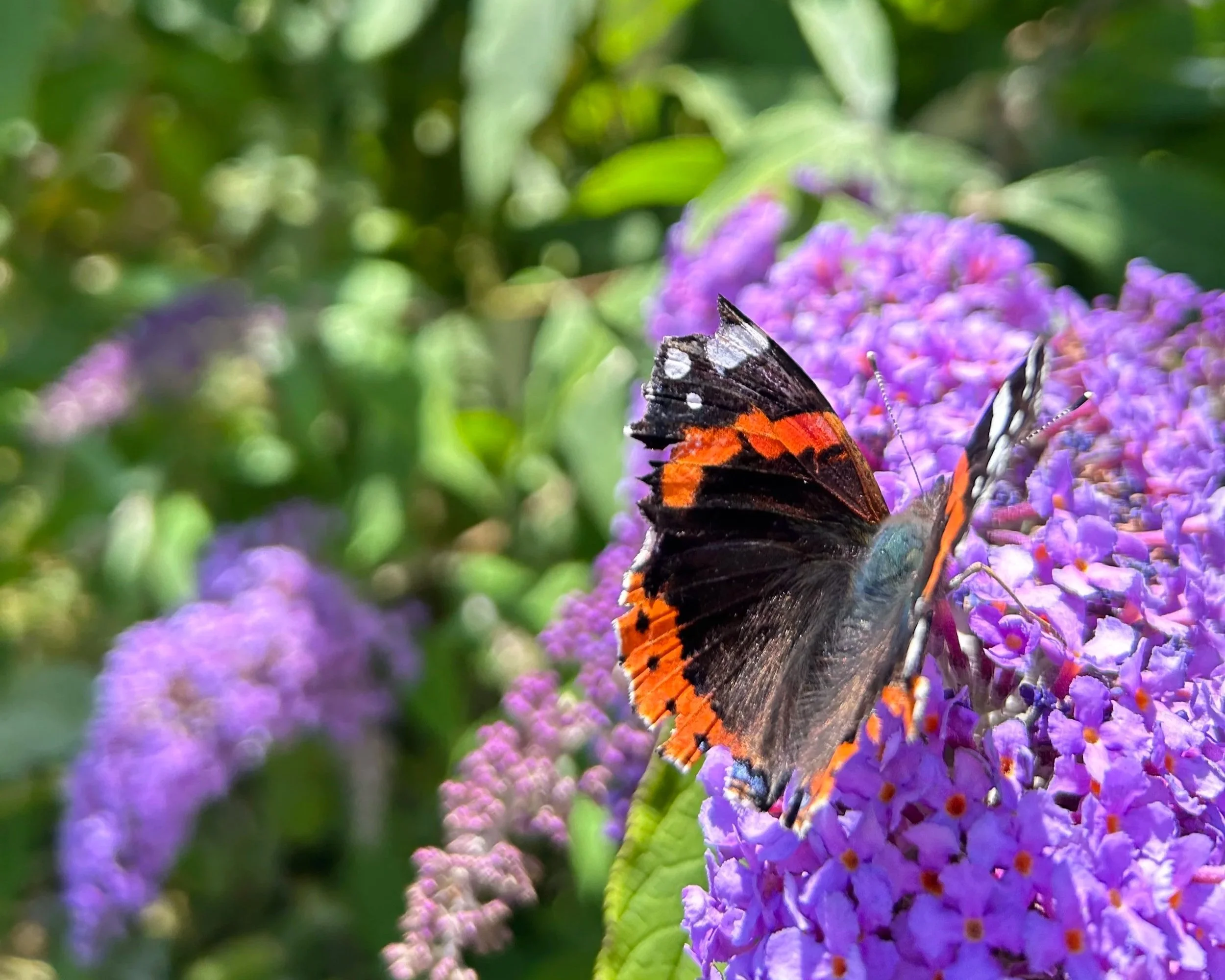 the big butterfly count at mothecombe gardens