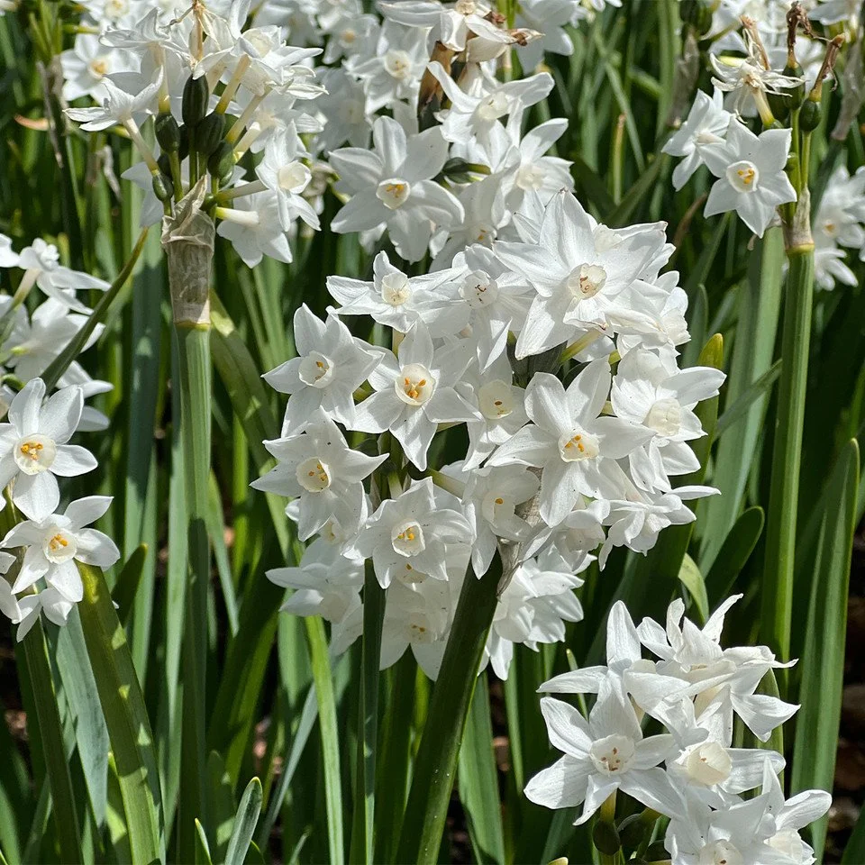 Narcissus 'Paperwhite' bulbs