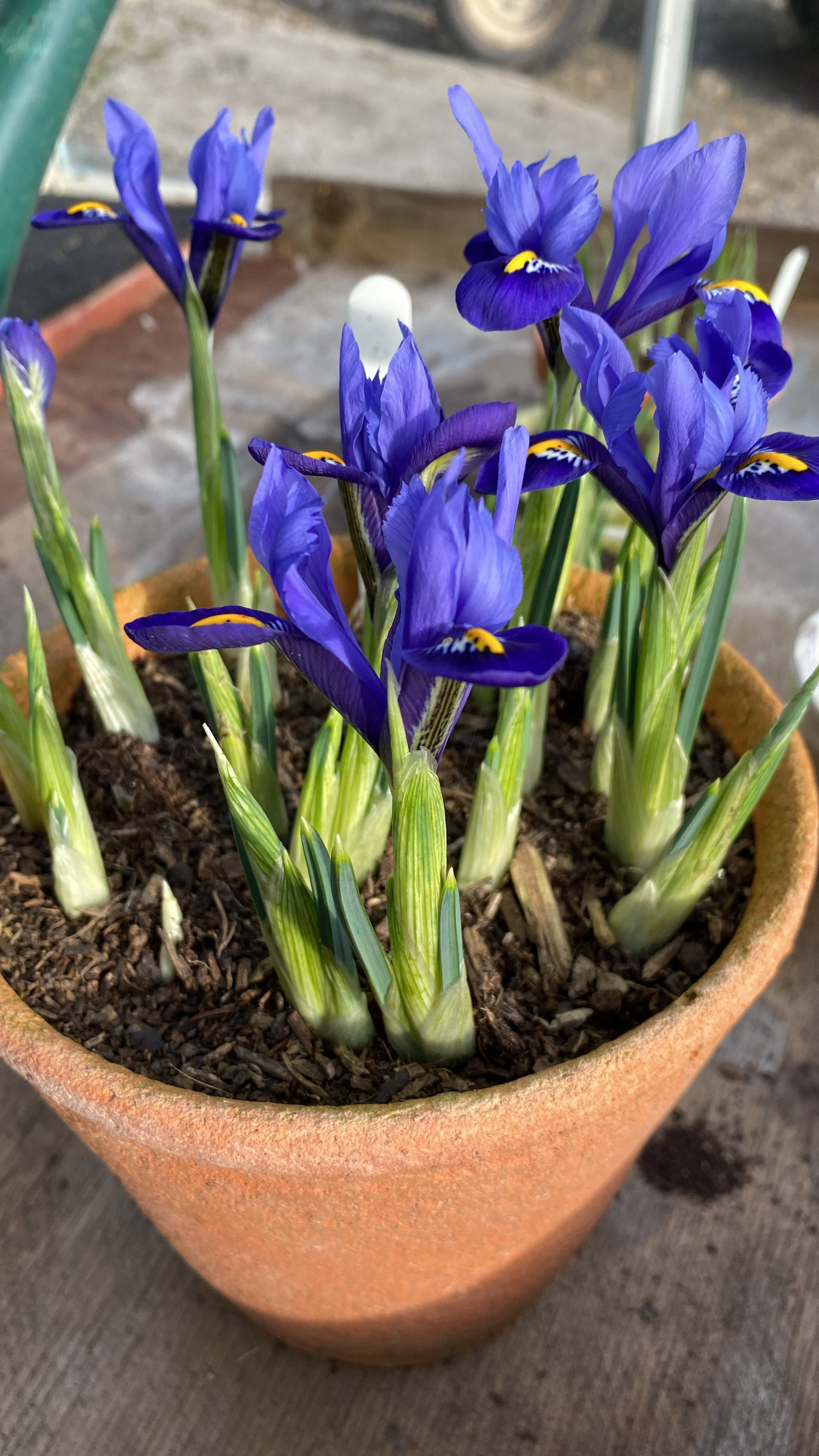 A terracotta pot with blooming purple iris flowers and green leaves, sitting on a wooden surface.