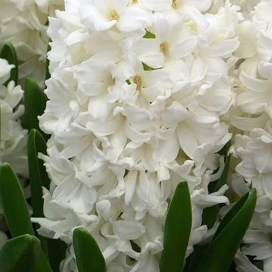 Hyacinth Aiolos
