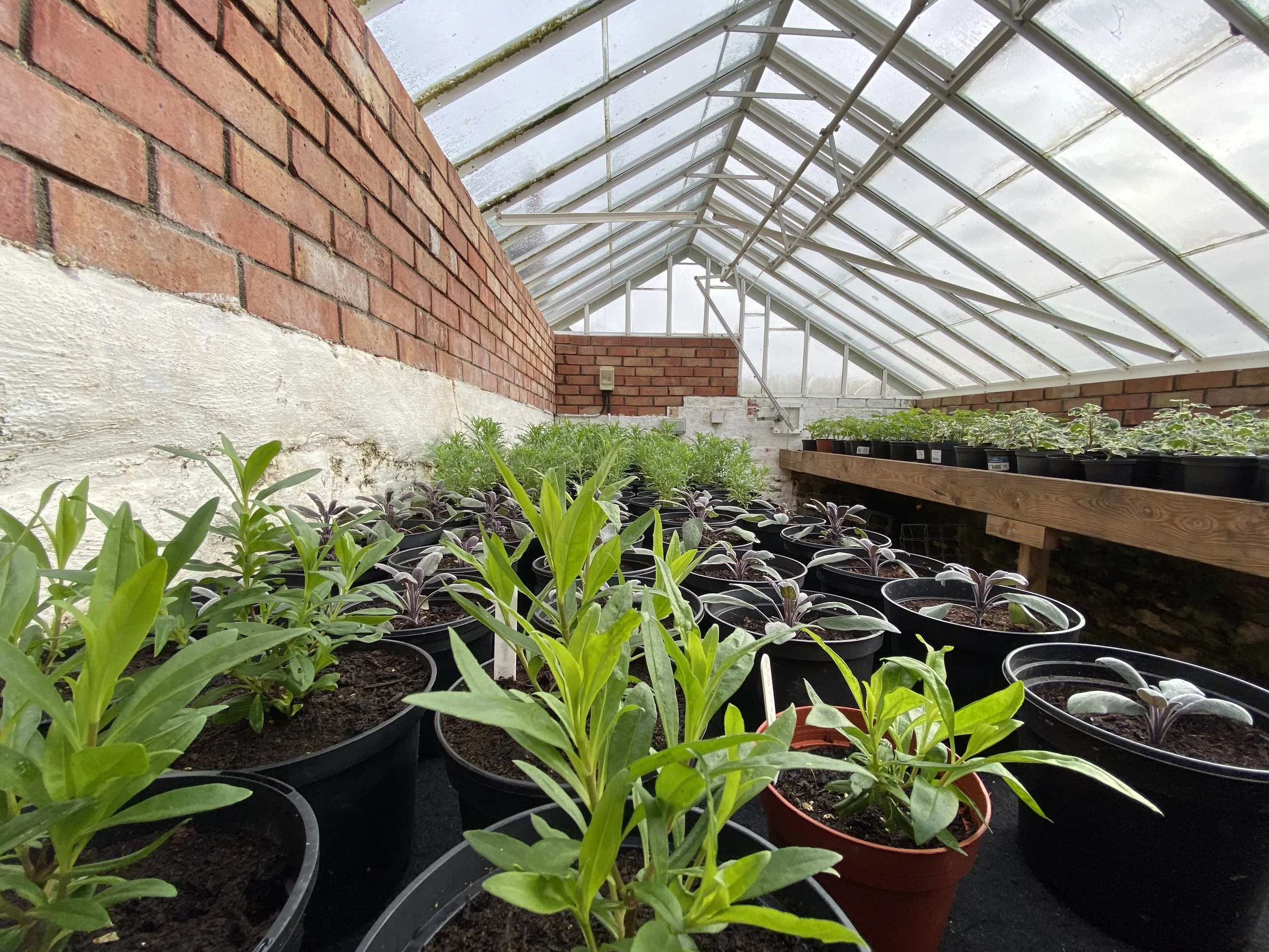 Potted plants growing in a greenhouse with brick walls and a glass roof
