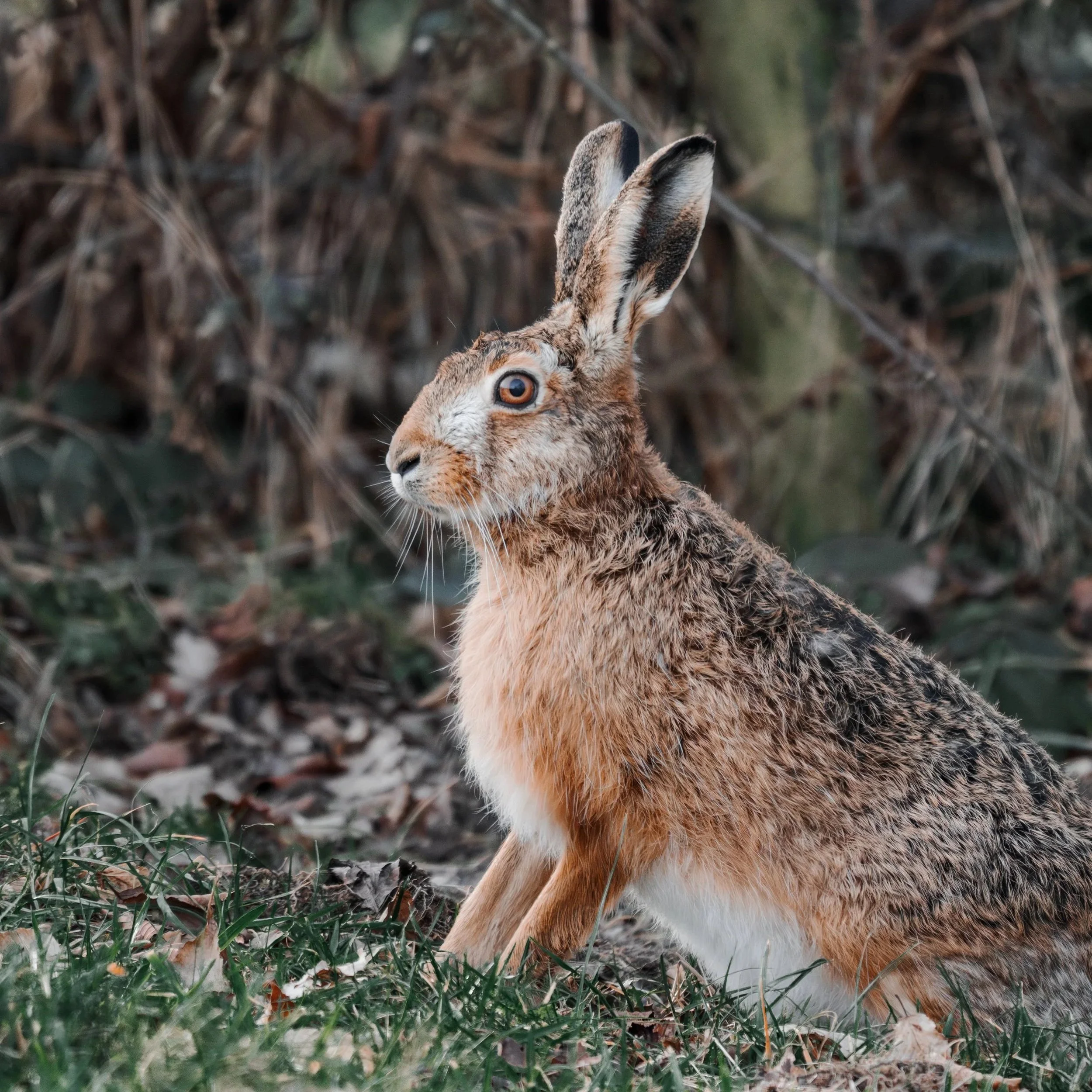 Hase-1.jpg