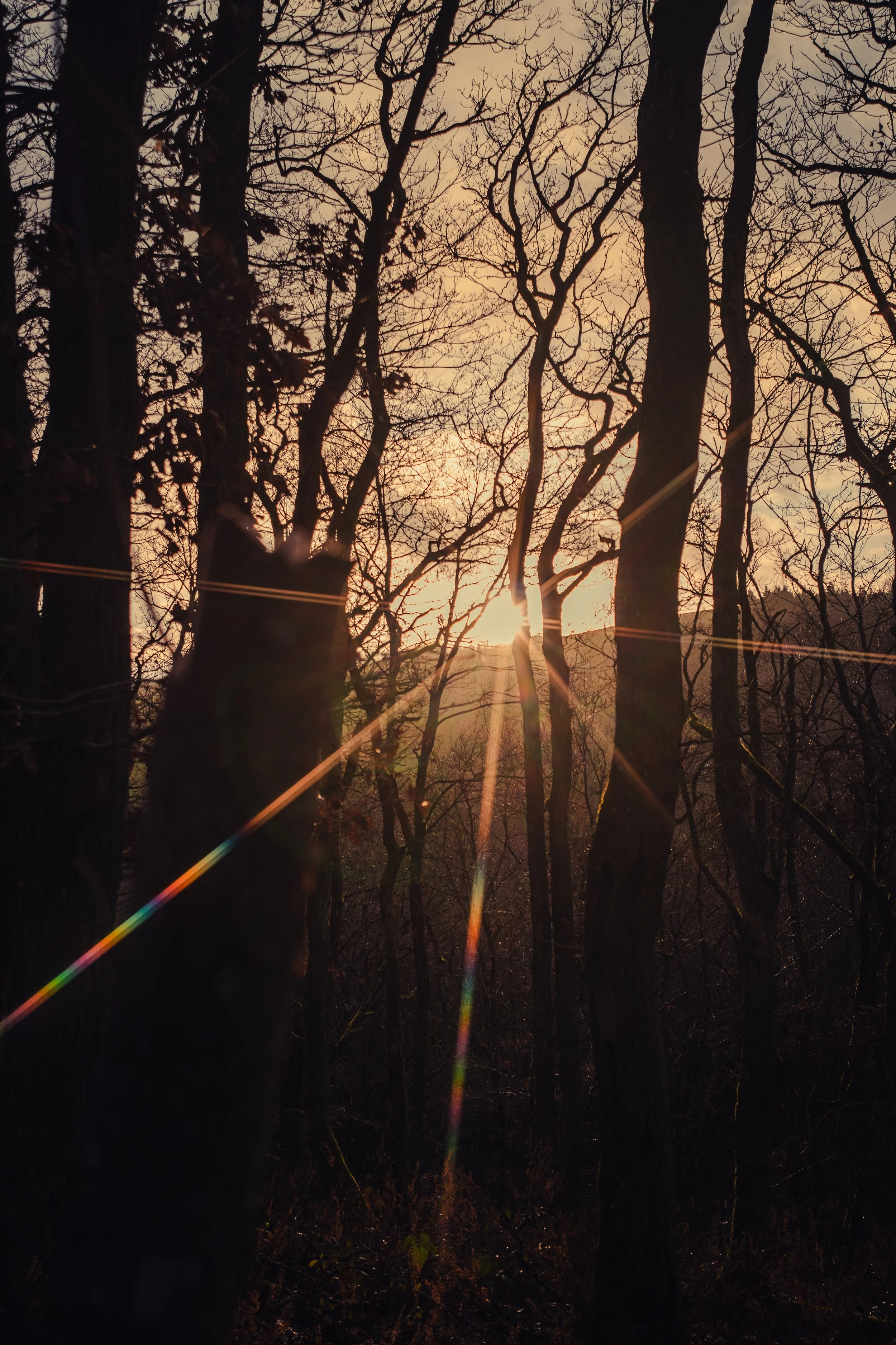 Wald-1.jpg