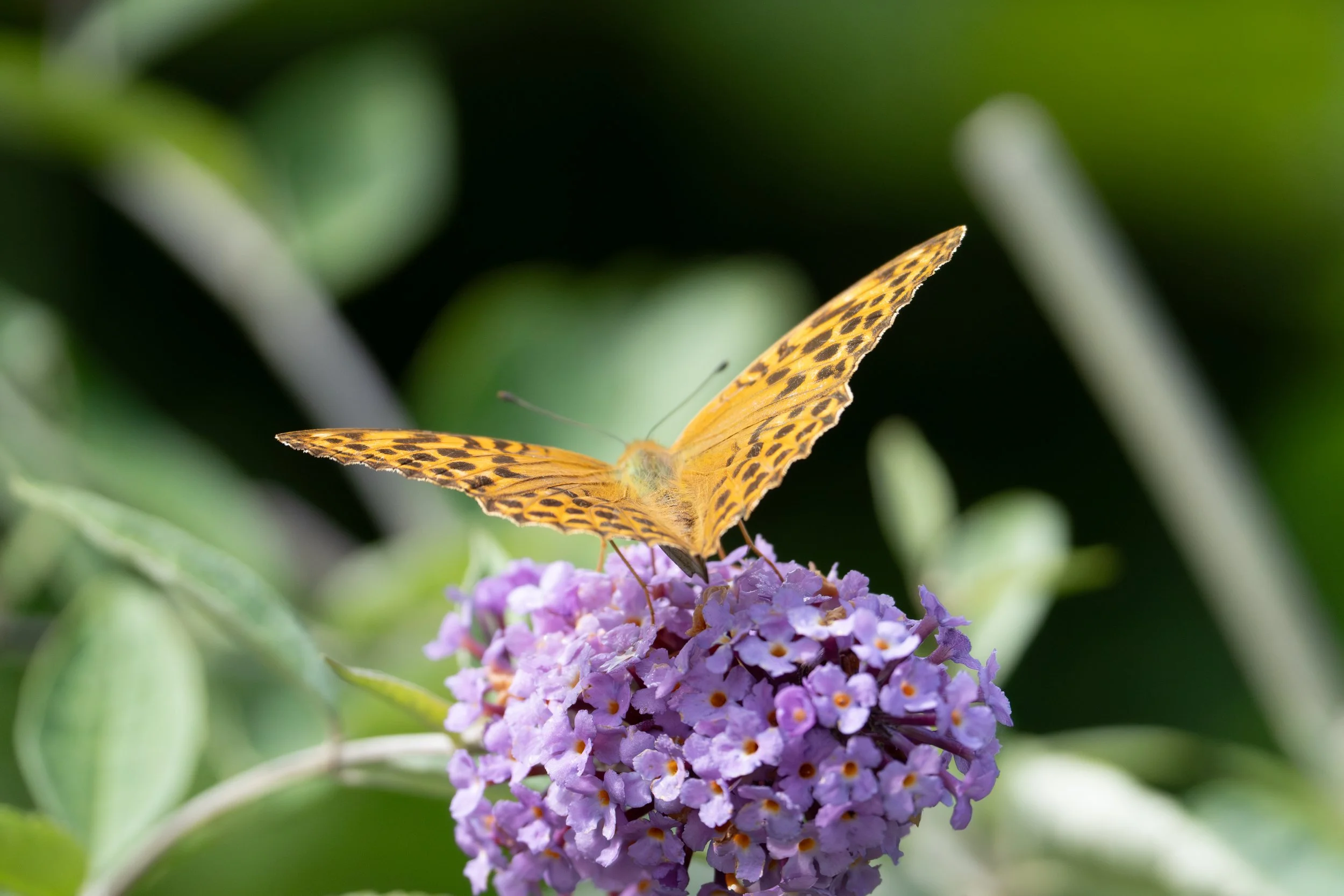 Schmetterling-1.jpg
