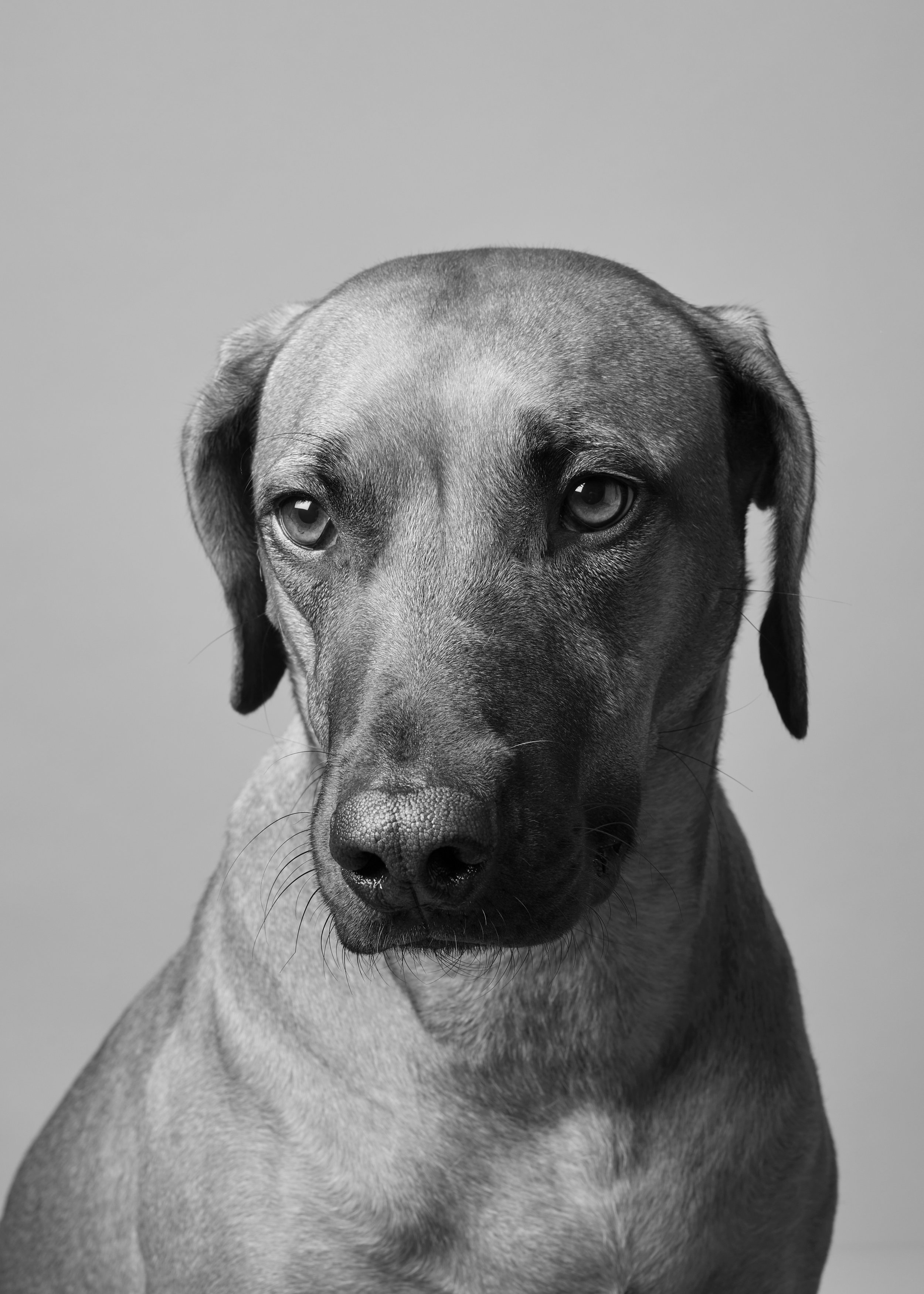 Black and white photograph of a dog with a short coat, droopy ears, and striking eyes, facing forward.