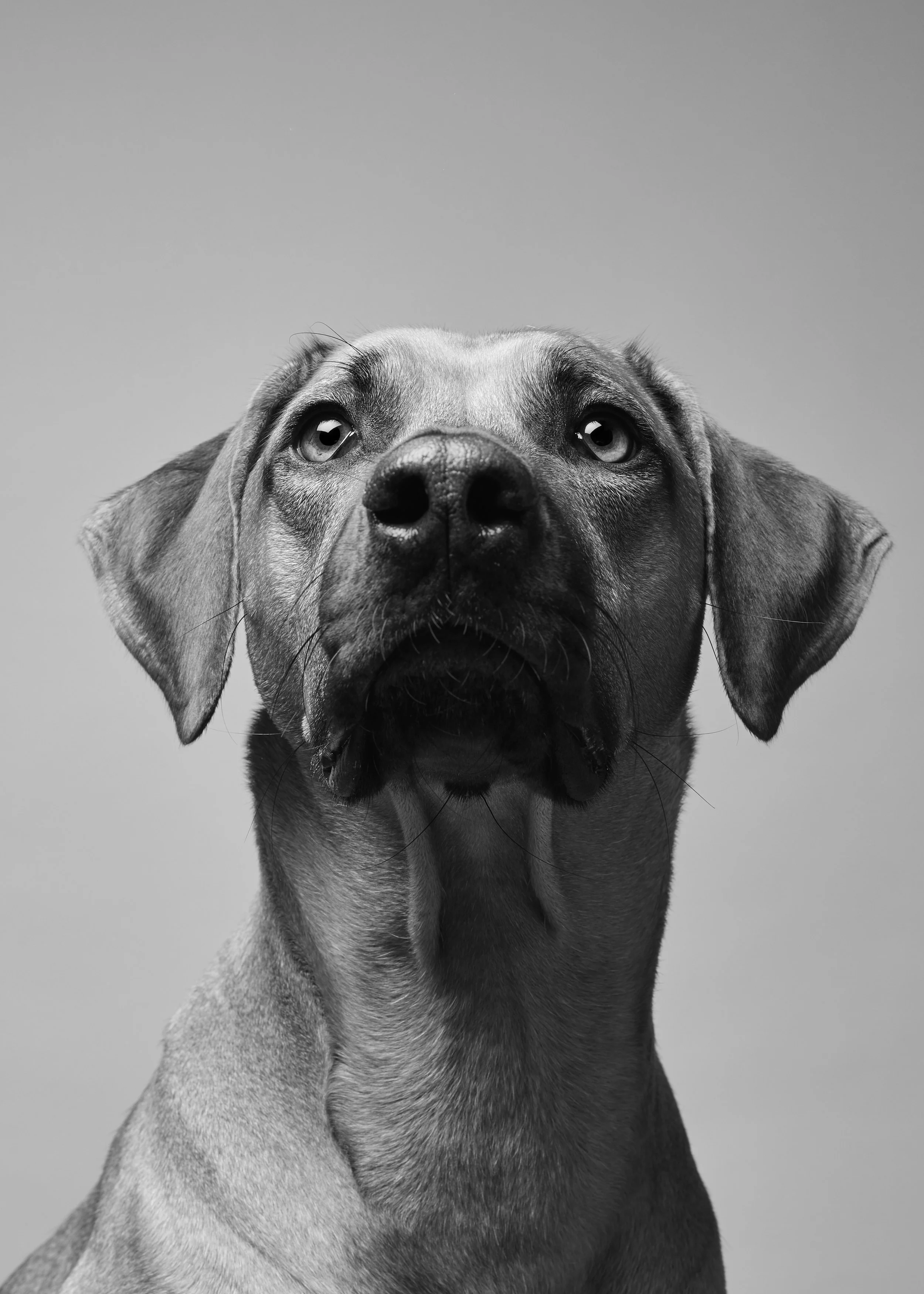 A black and white close-up of a dog looking upwards with a neutral background.