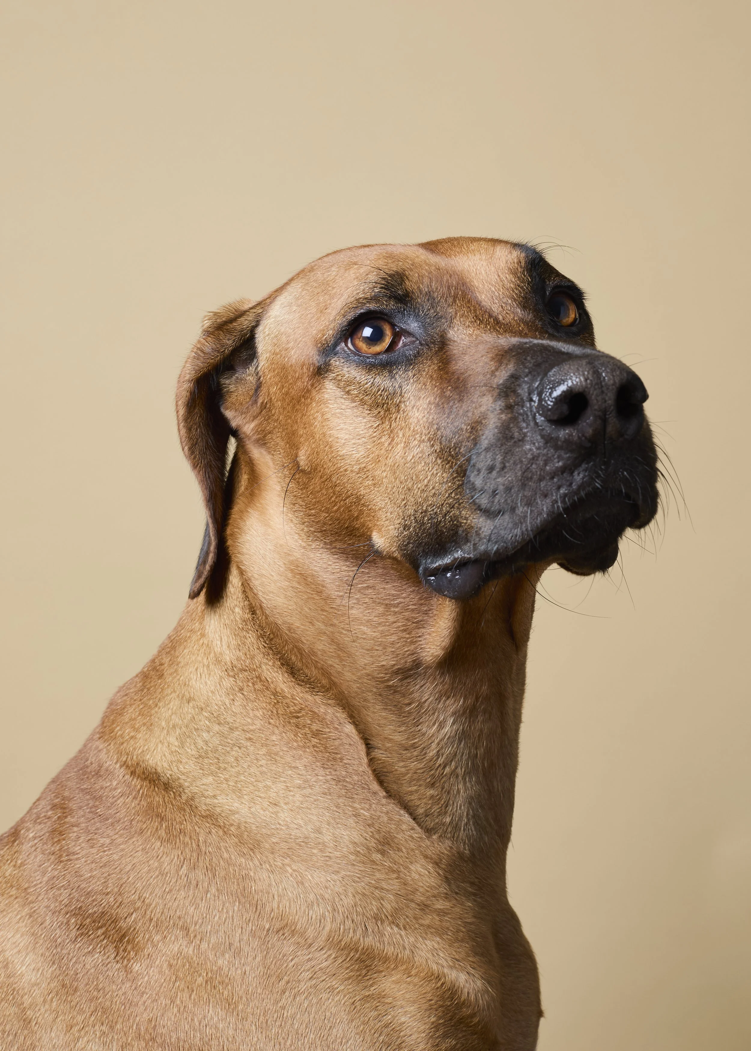 Close-up of a brown dog with amber eyes, black nose, and short fur, looking to the side against a beige background.