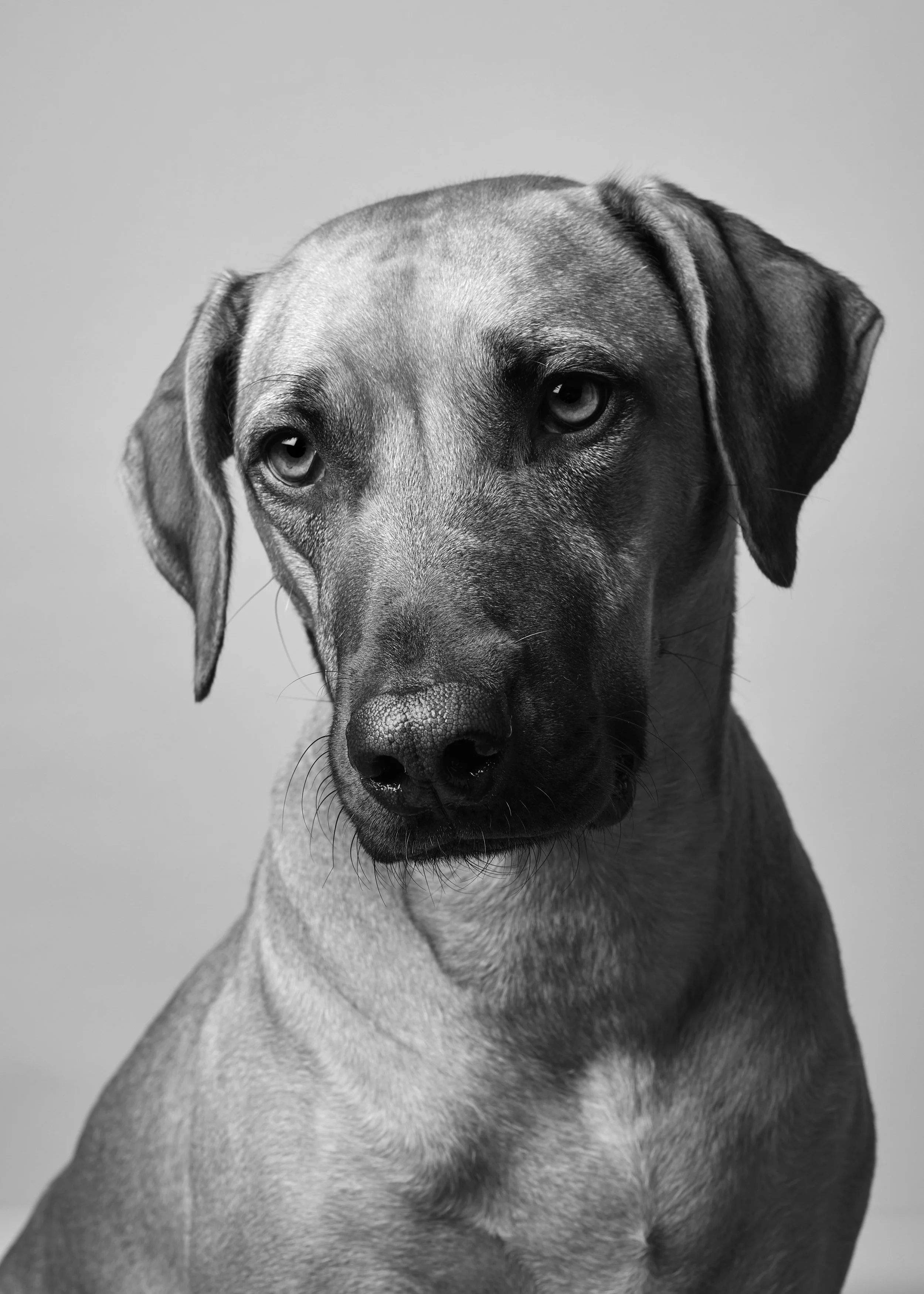 Black and white photograph of a dog with short fur and expressive eyes, facing forward with a neutral background.