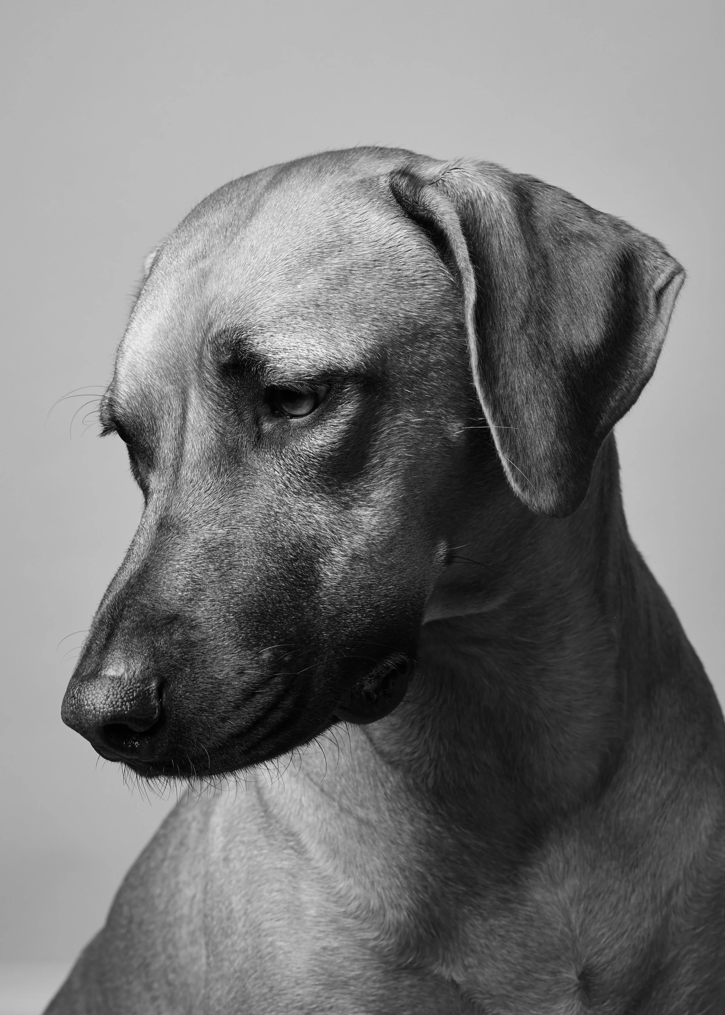 Black and white photo of a dog with its head bowed, showing side profile, with a smooth coat, drooping ears, and a calm expression.