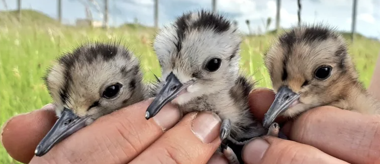 Thermal Drones to Find Nests