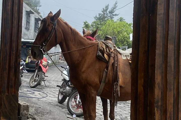 Horse 5.jpg