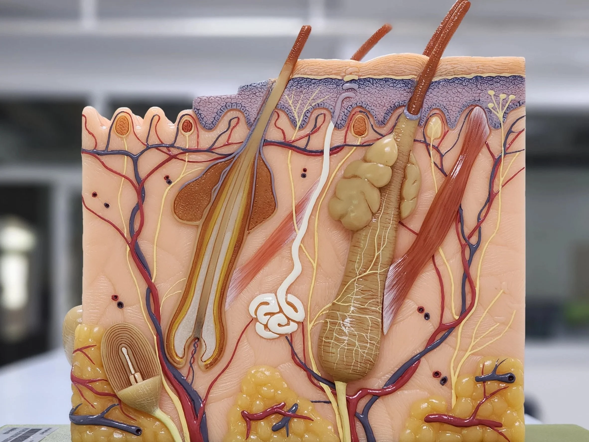 Detailed anatomical diagram of human skin layers, showing hair follicles, nerves, blood vessels, sweat glands, and subcutaneous tissue.
