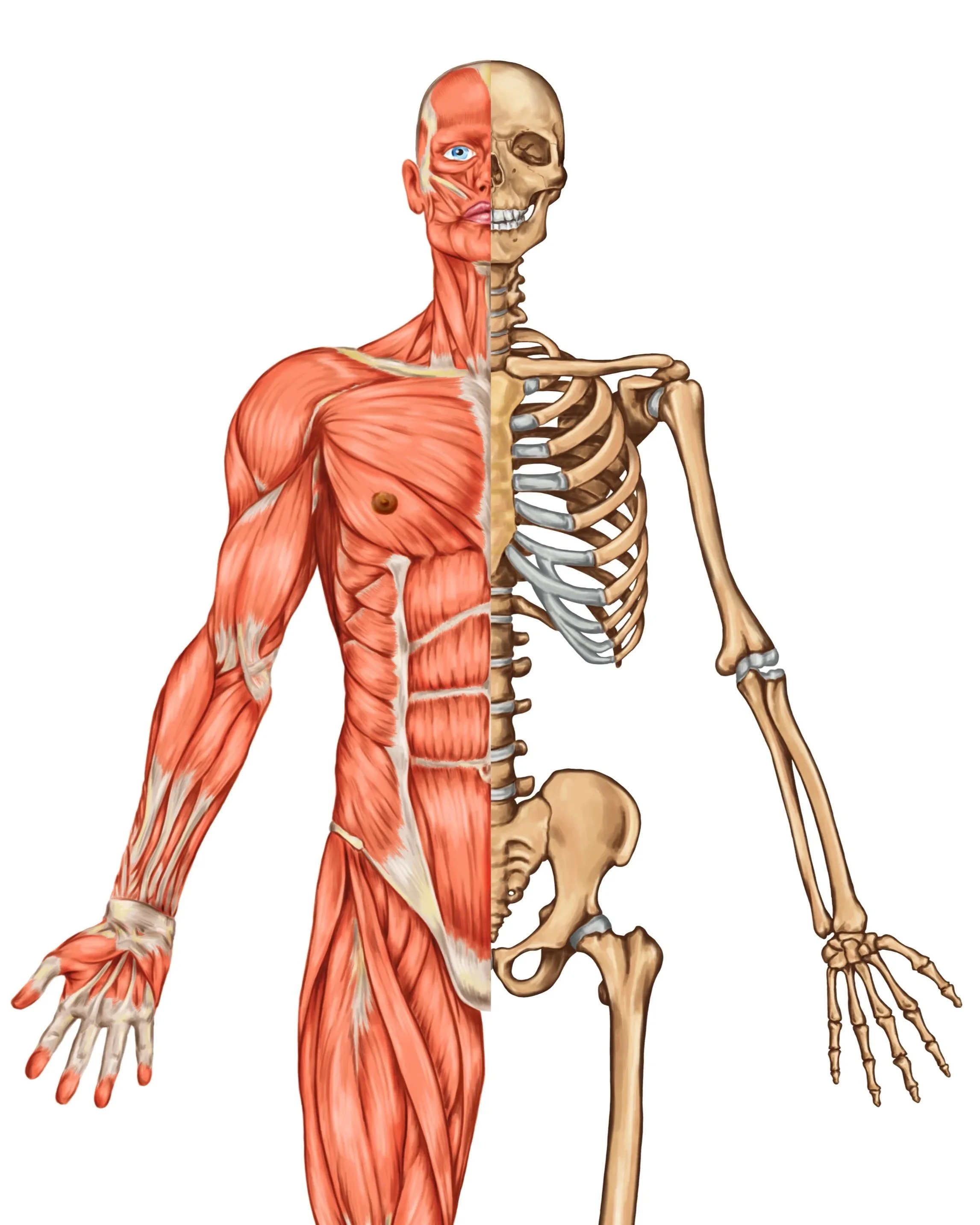A diagram showing the human body's muscular system on the left and skeletal system on the right.