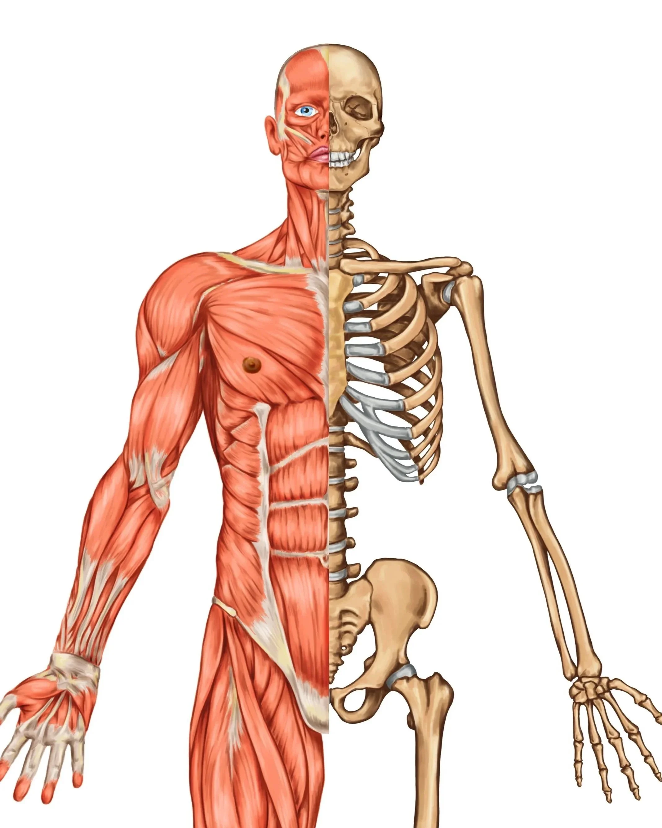 VTCT Level 3 Certficate in Anatomy & Physiology  (online)