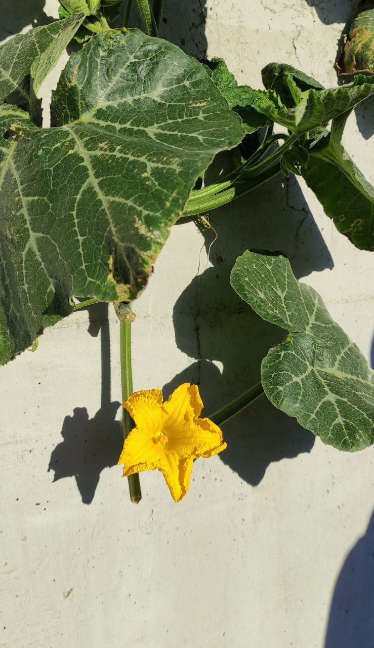 A yellow zucchini flower and green leaves growing on a vine outside, with sunlight casting shadows on a light-colored surface.