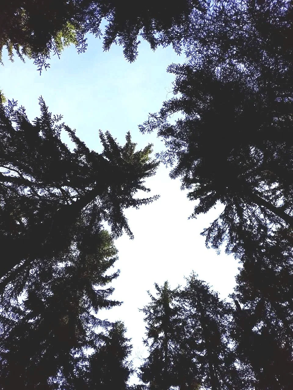 Looking up at a circle of tall evergreen trees with a clear blue sky in the center.