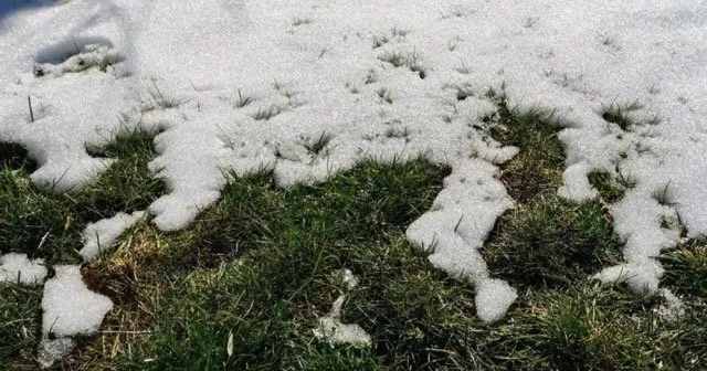 What Snow Melt Is Revealing About Your Lawn 