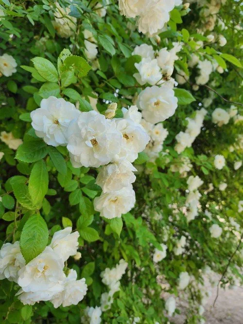 Learn French This Spring: Fun Activities with Kids