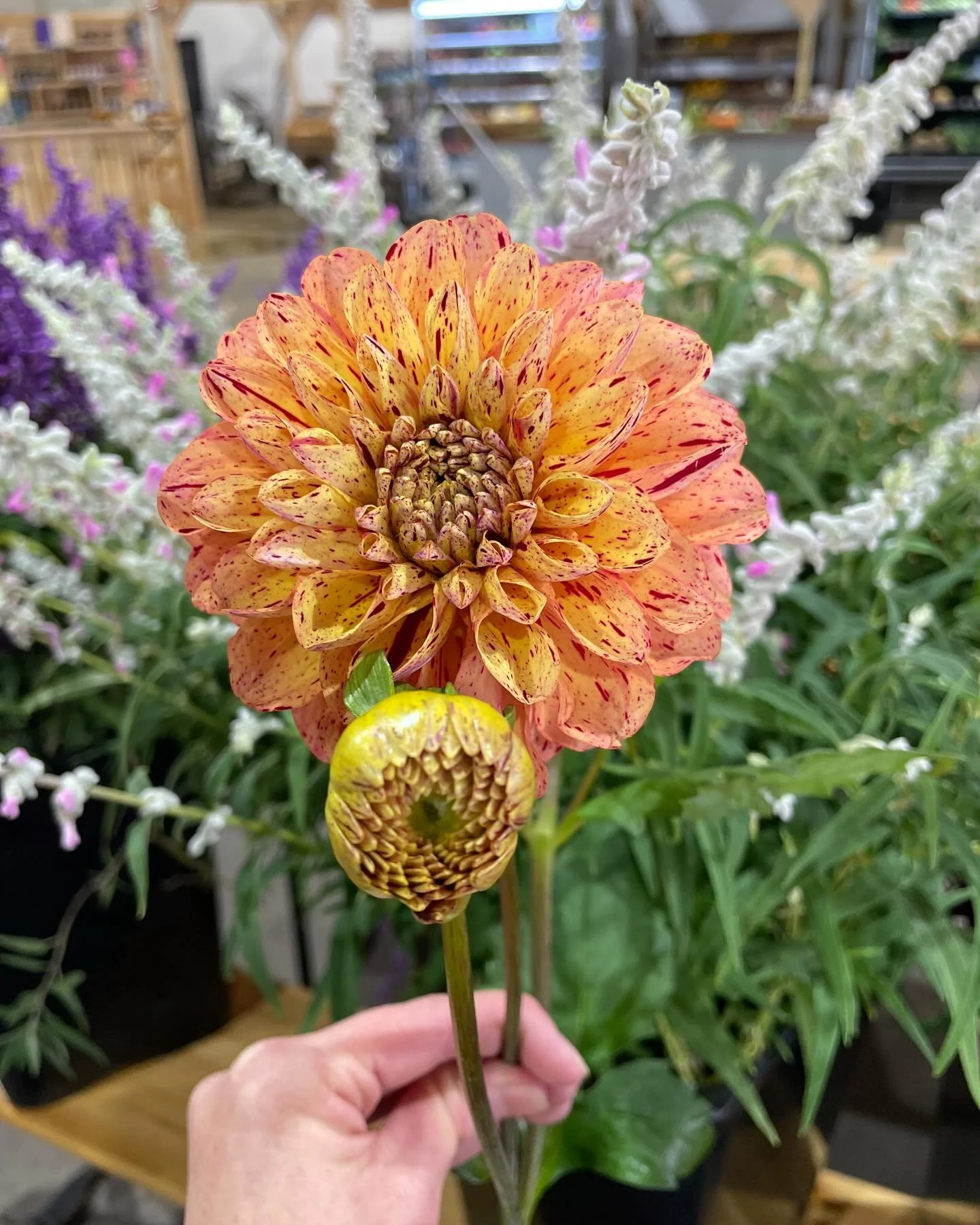Flowers, bread, milk and seasonal fruit and veggies now available daily! This week we have boxes of gorgeous pomegranates, perfect for Autumn salads, pair with slow cooked lamb or just enjoy fresh! ❤️ @vincentbreadwinecoffee @millfarm__ @ivanhoeflowe