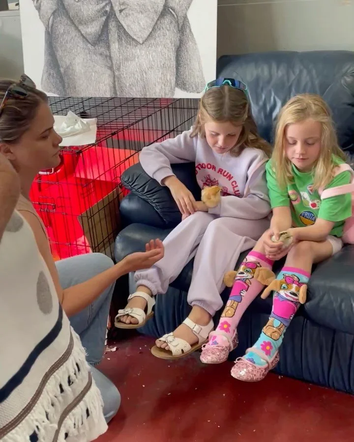 More chickens coming soon 🥰🐣 #farmersmarket #growershub #waggawagga #chickens