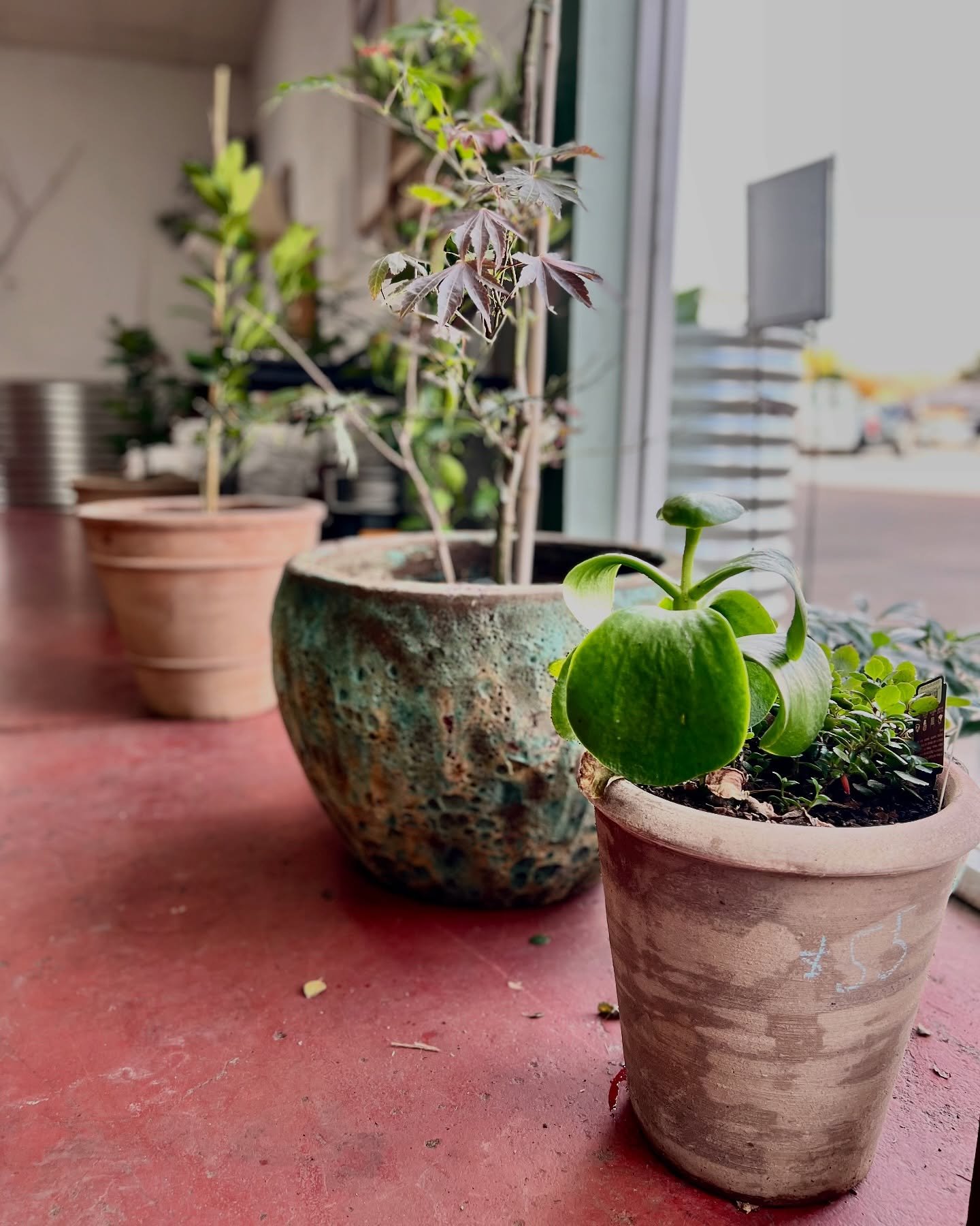 Beautiful potted plants make the perfect Mother&rsquo;s Day gift! Come on down to The Growers Hub and see all the lovely plants @thyme.nursery has available.  #thegrowershub #growershub #thymnursery #shoplocal #supportsmallbusiness #plants
