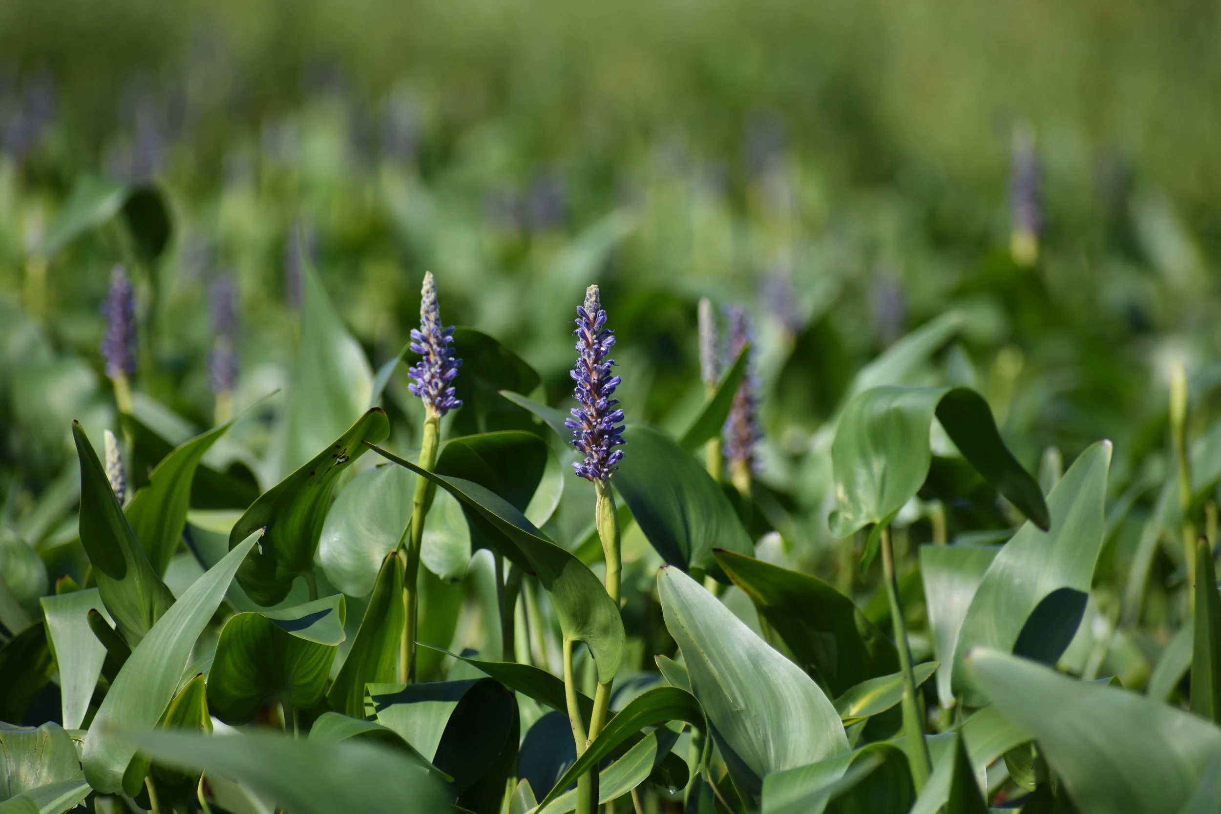 Boundary Waters Canoe Area Wilderness 2022