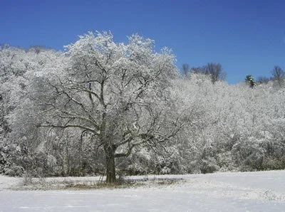Image of Tree Covered in Snow