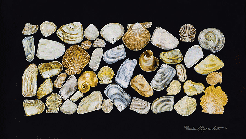 Shells No. Two  18” x 26”  Gouache on Water Color Paper