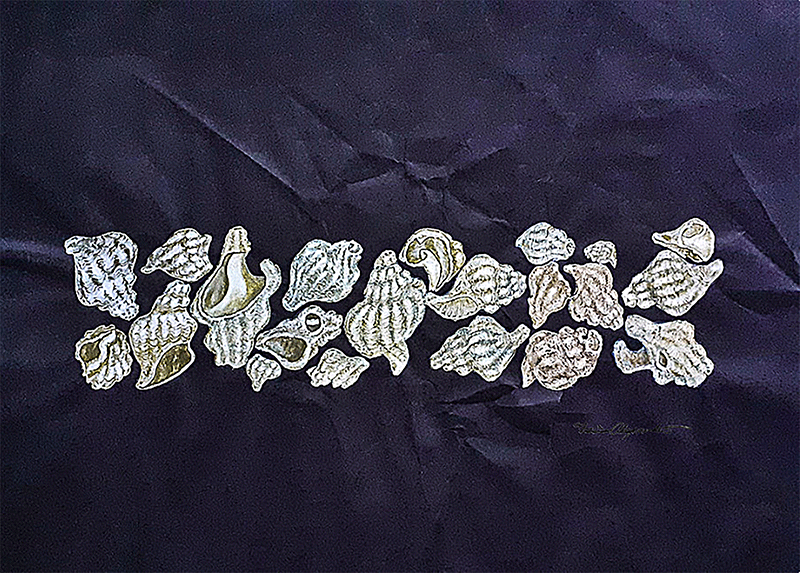 Sea Shells 18” x 24” Gouache on Water Color Paper 