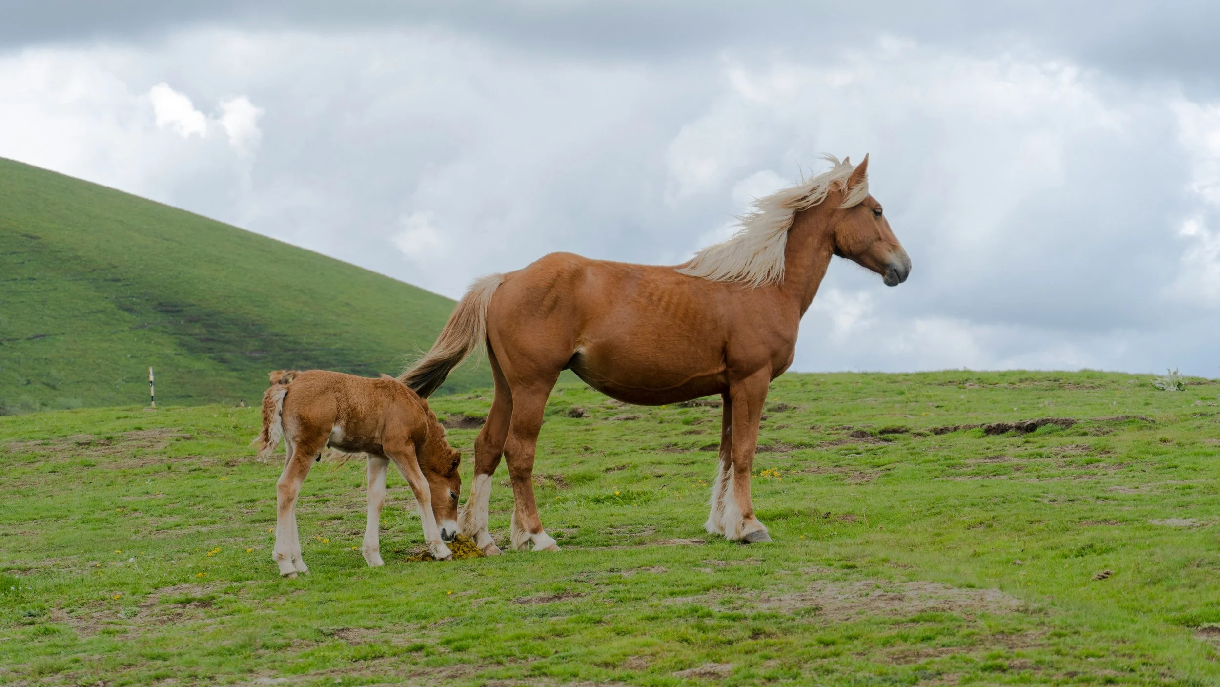 The Mother: Land-Holder and Signal Carrier