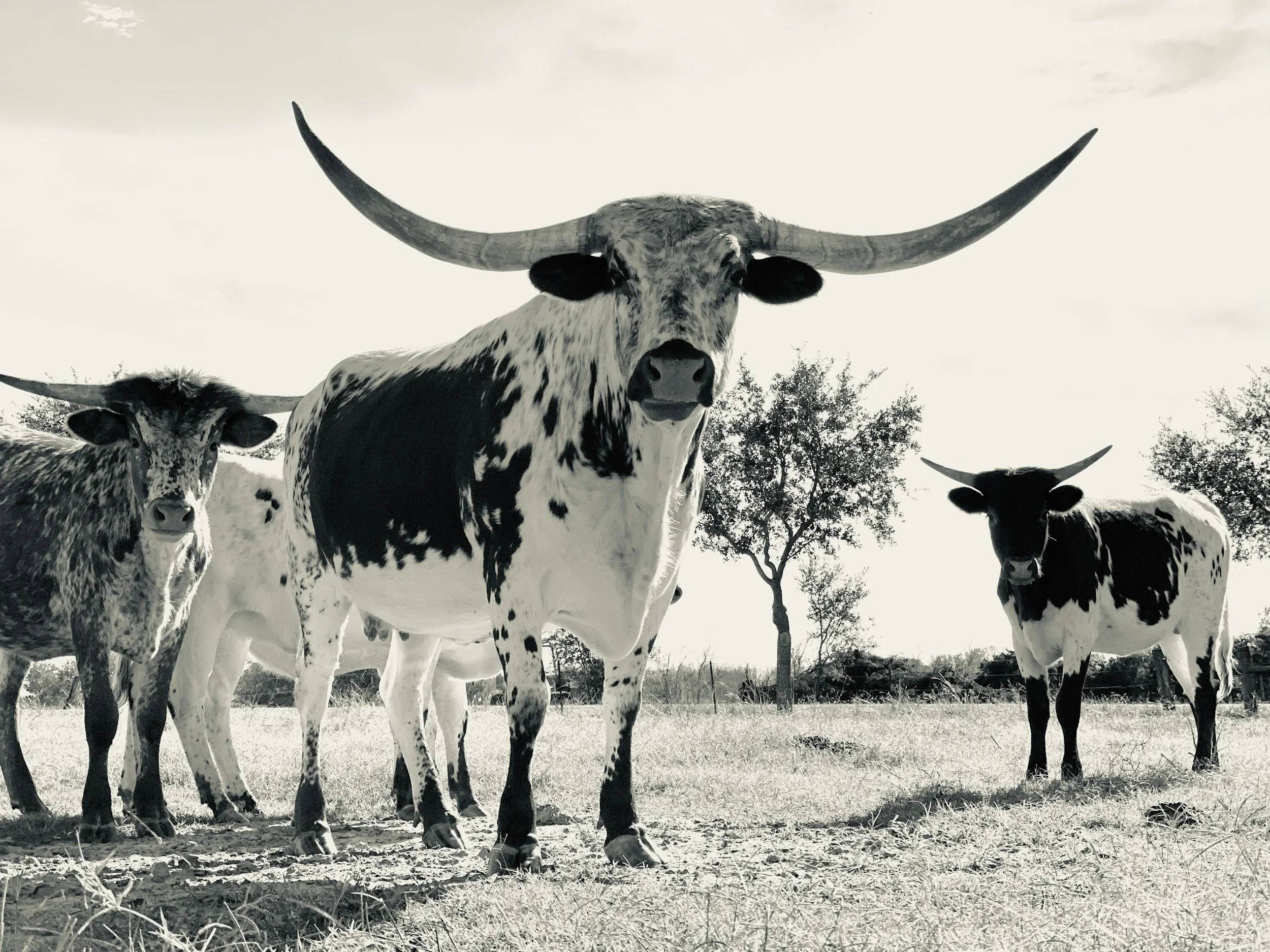 Black and white photograph of several Texas Longhorn cattle standing on a grassy field with trees in the background.