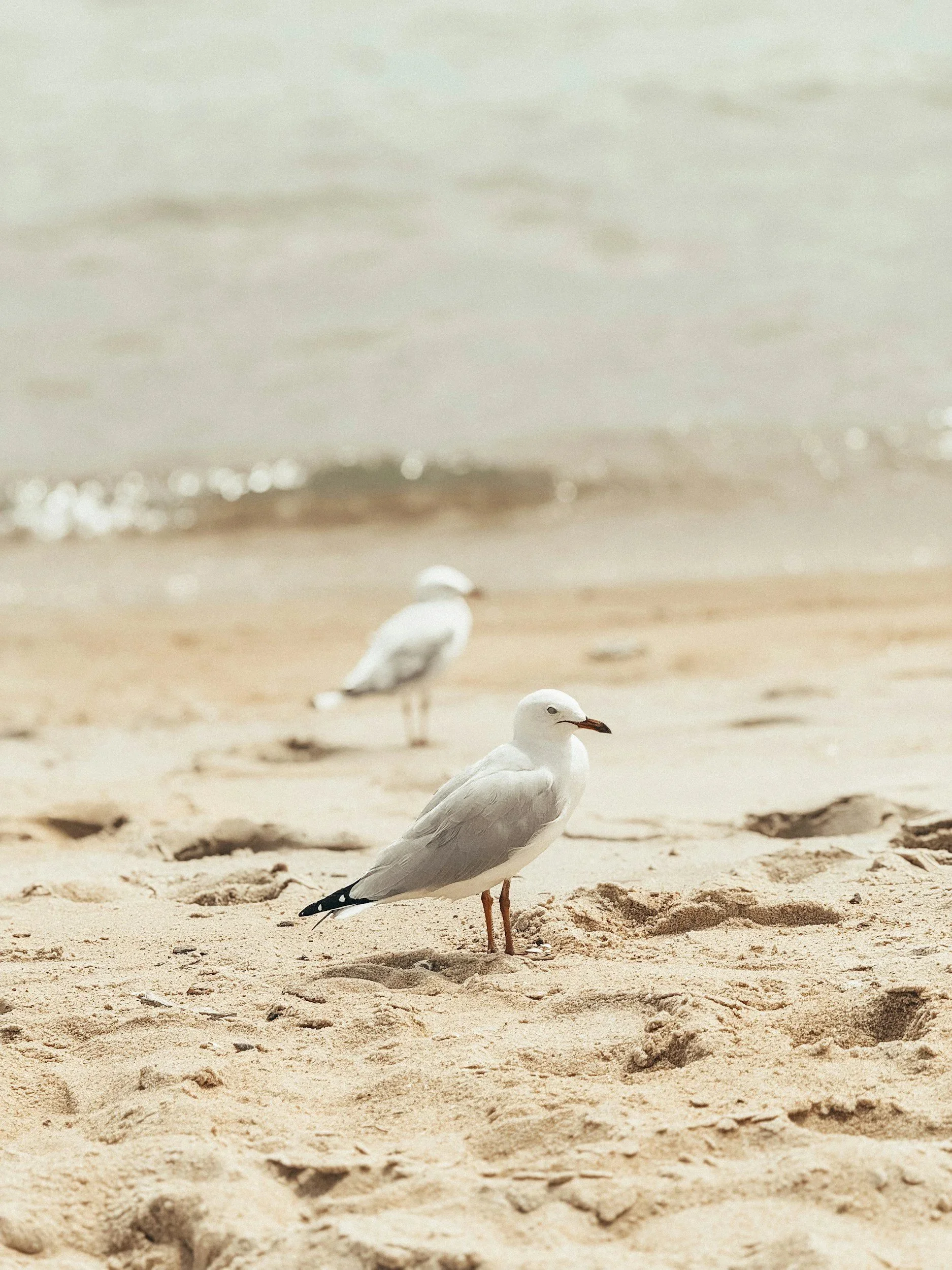 Birds.jpg