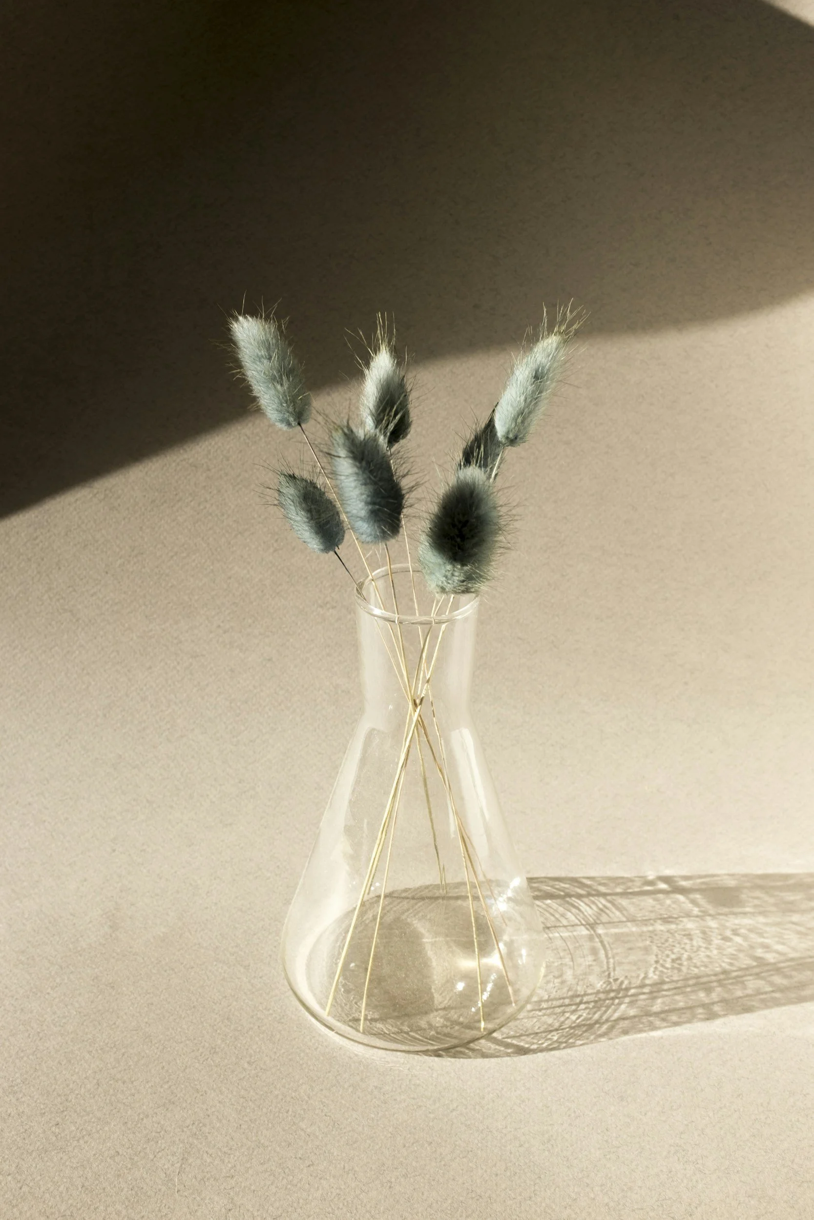 Vase mit grauen, flauschigen Trockenblumen auf einem hellen Tisch, Licht und Schatten