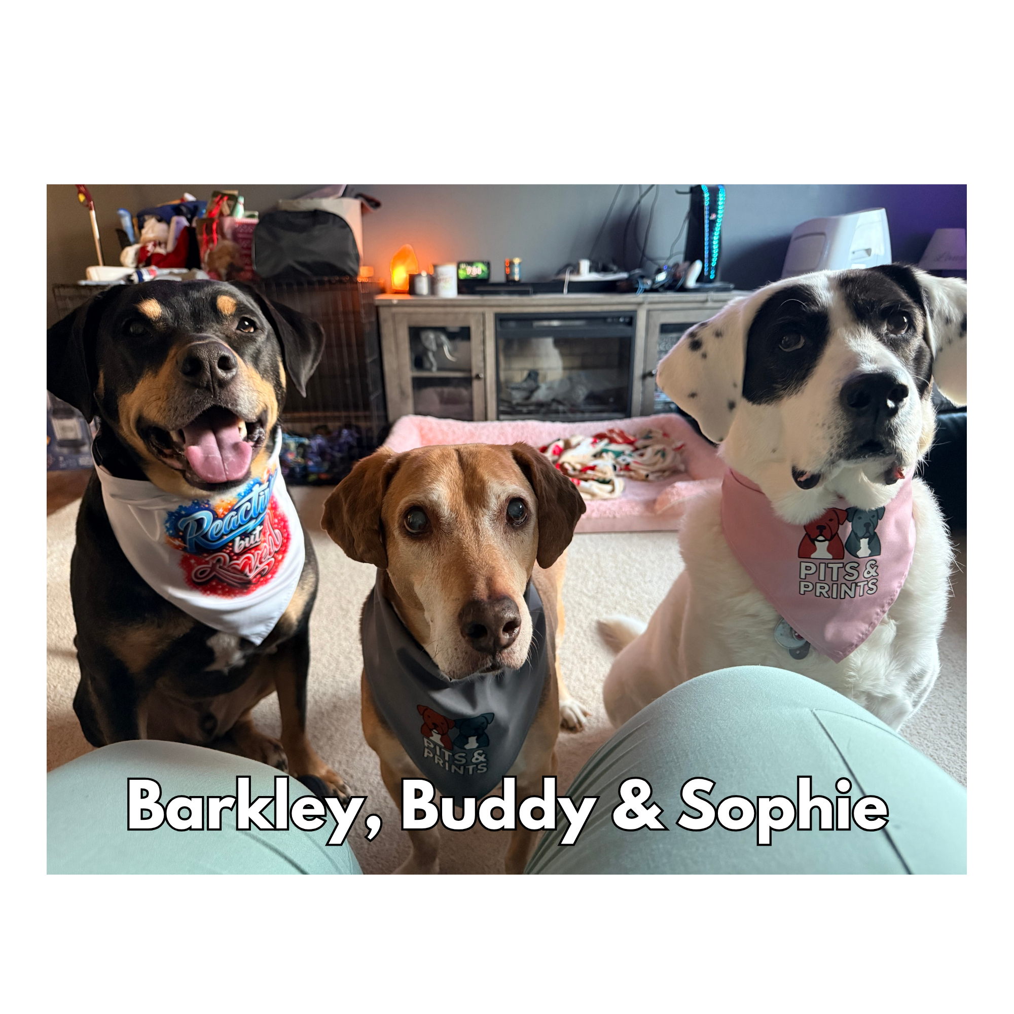 Barkley, Buddy & Sophie