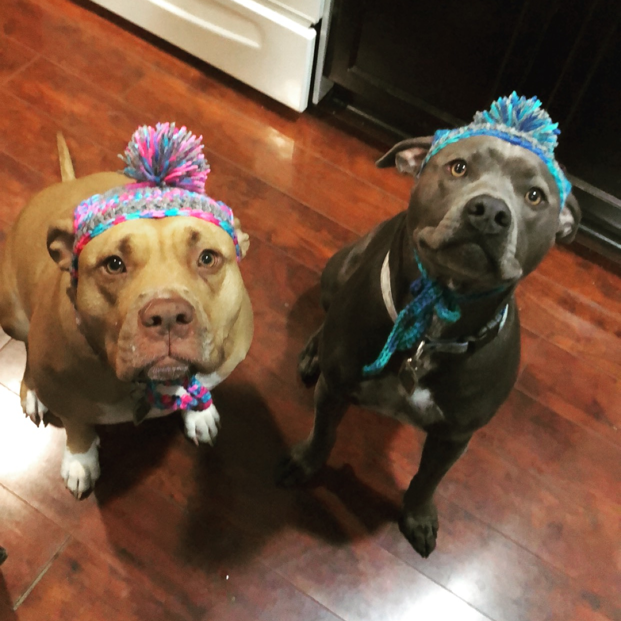 Two dogs sitting on a wooden floor wearing colorful knitted hats with pom-poms on top.