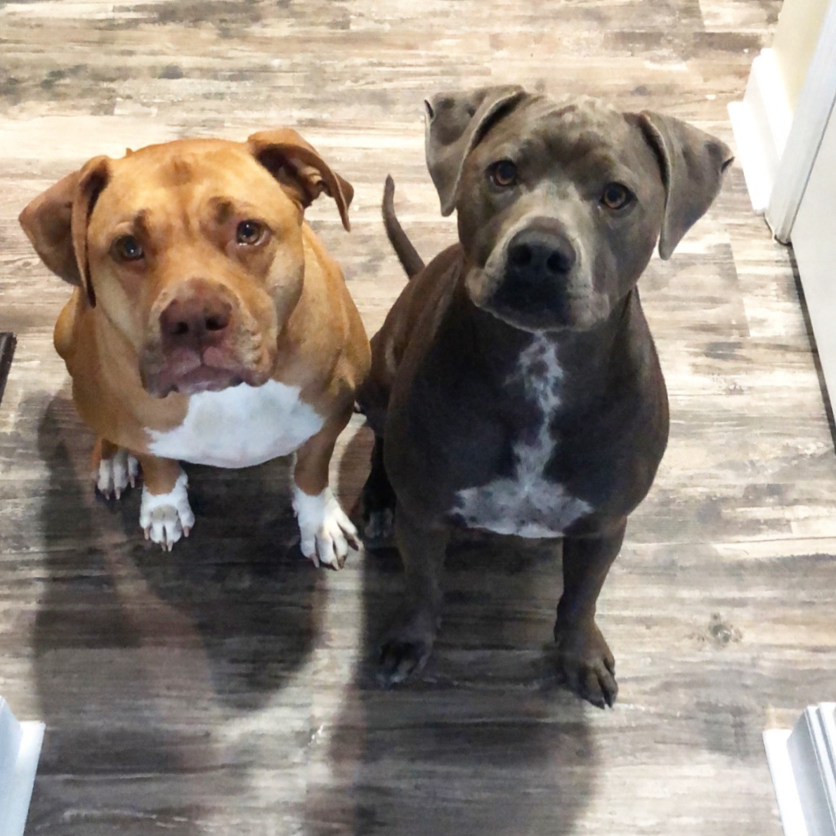 Two dogs sitting on a hardwood floor, one with a light brown coat and white chest and paws, the other with a dark gray coat with white markings on chest and paws, looking up at the camera.