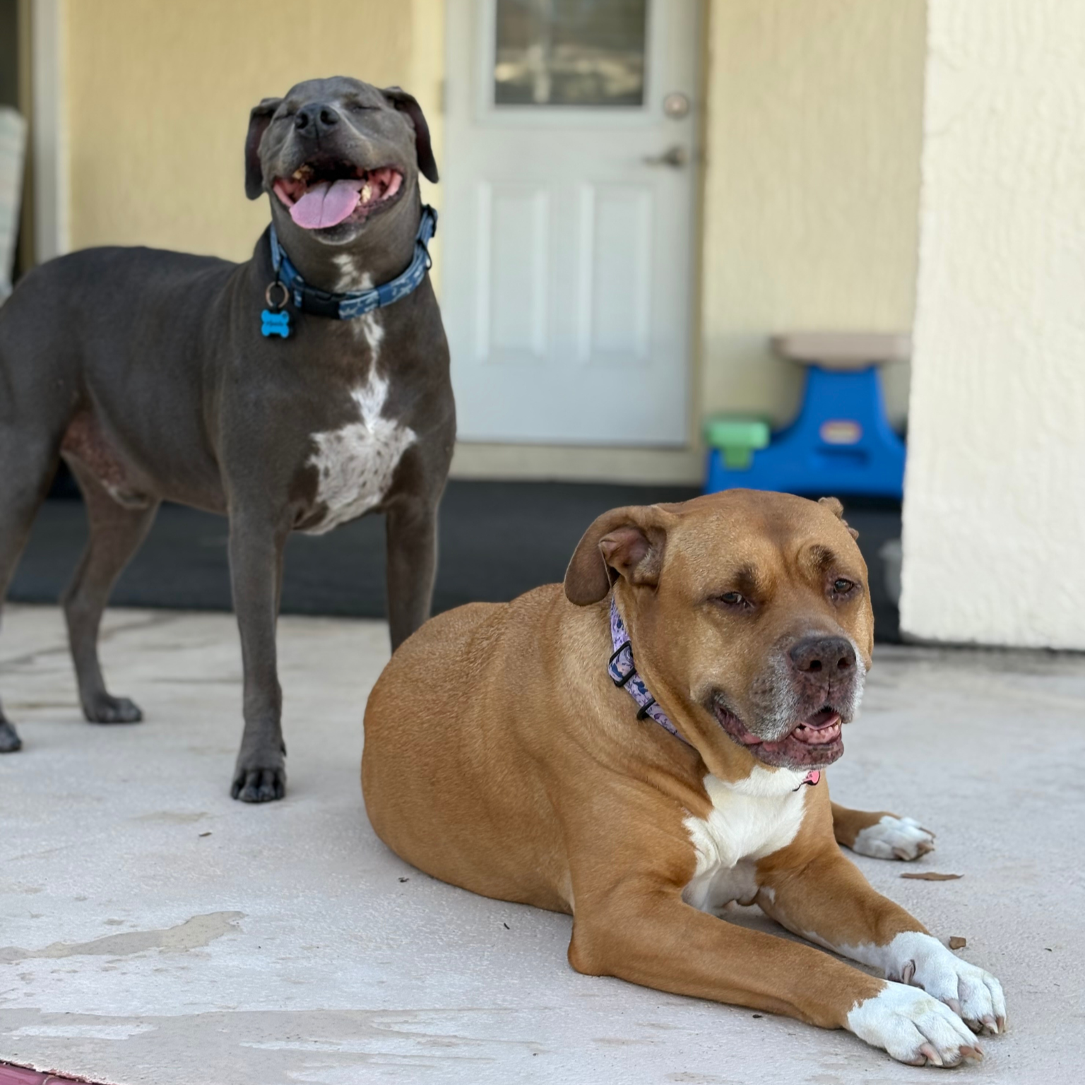 Two dogs, one standing and one lying down, on a porch in front of a door with a window. The standing dog is dark gray with a collar and a blue bone-shaped tag, smiling with tongue out. The lying dog is brown and white, wearing a collar, and appears relaxed.