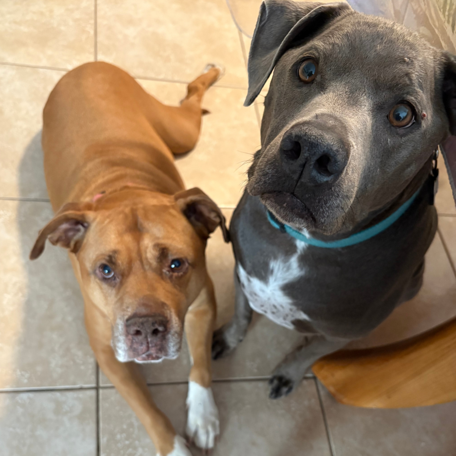 Two dogs sitting on a tiled floor, looking up at the camera. One is brown with a white patch on its chest, and the other is gray with a white chest and a small red bump on its face.