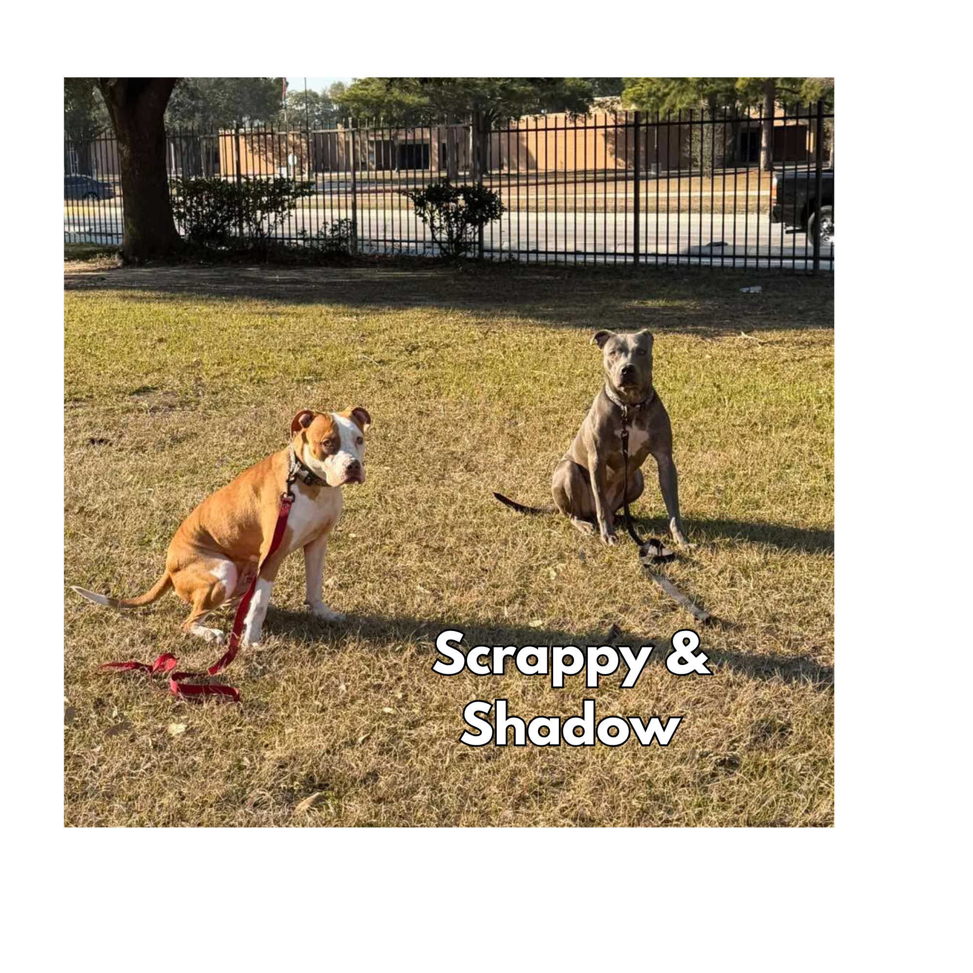 Scrappy & Shadow 