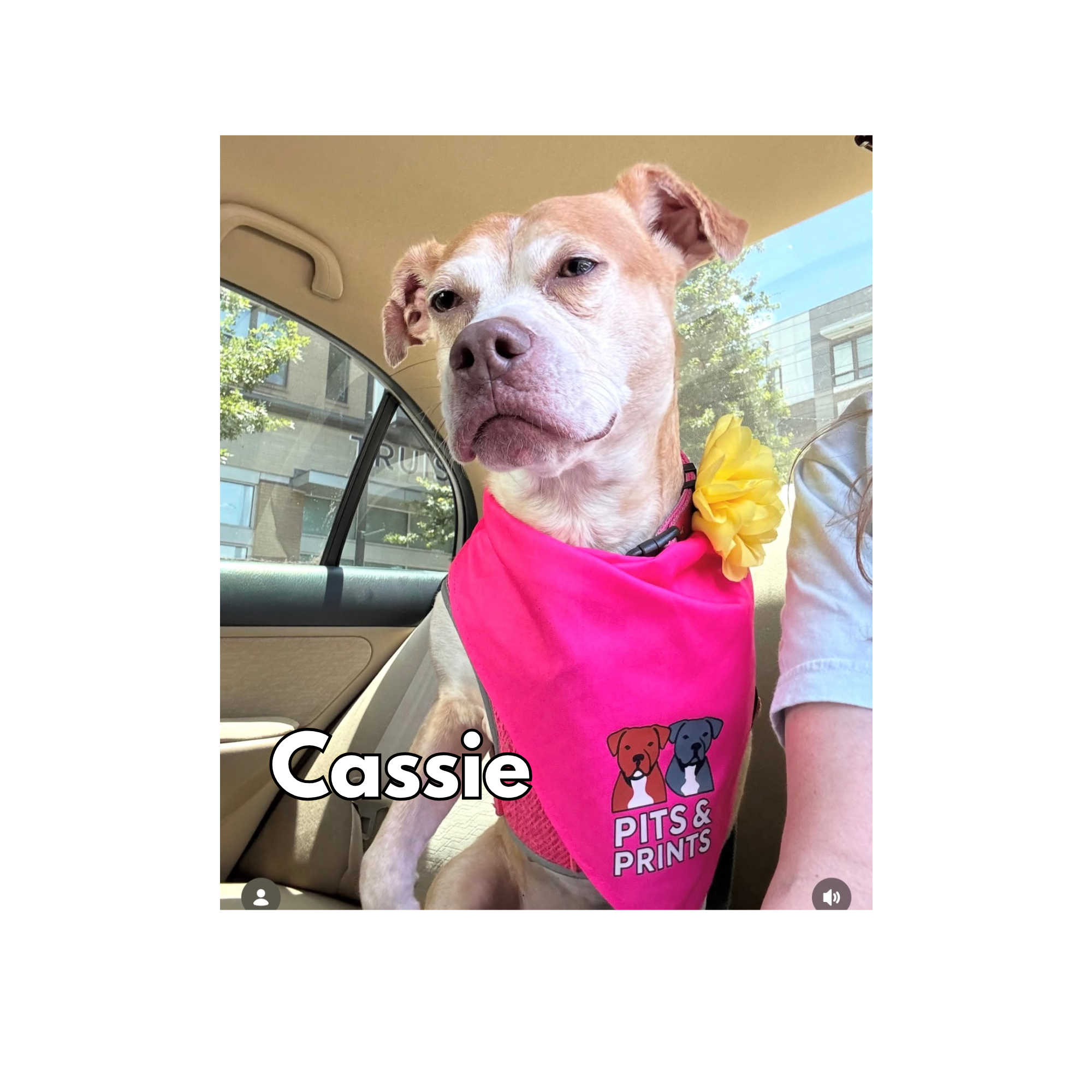 Cassie