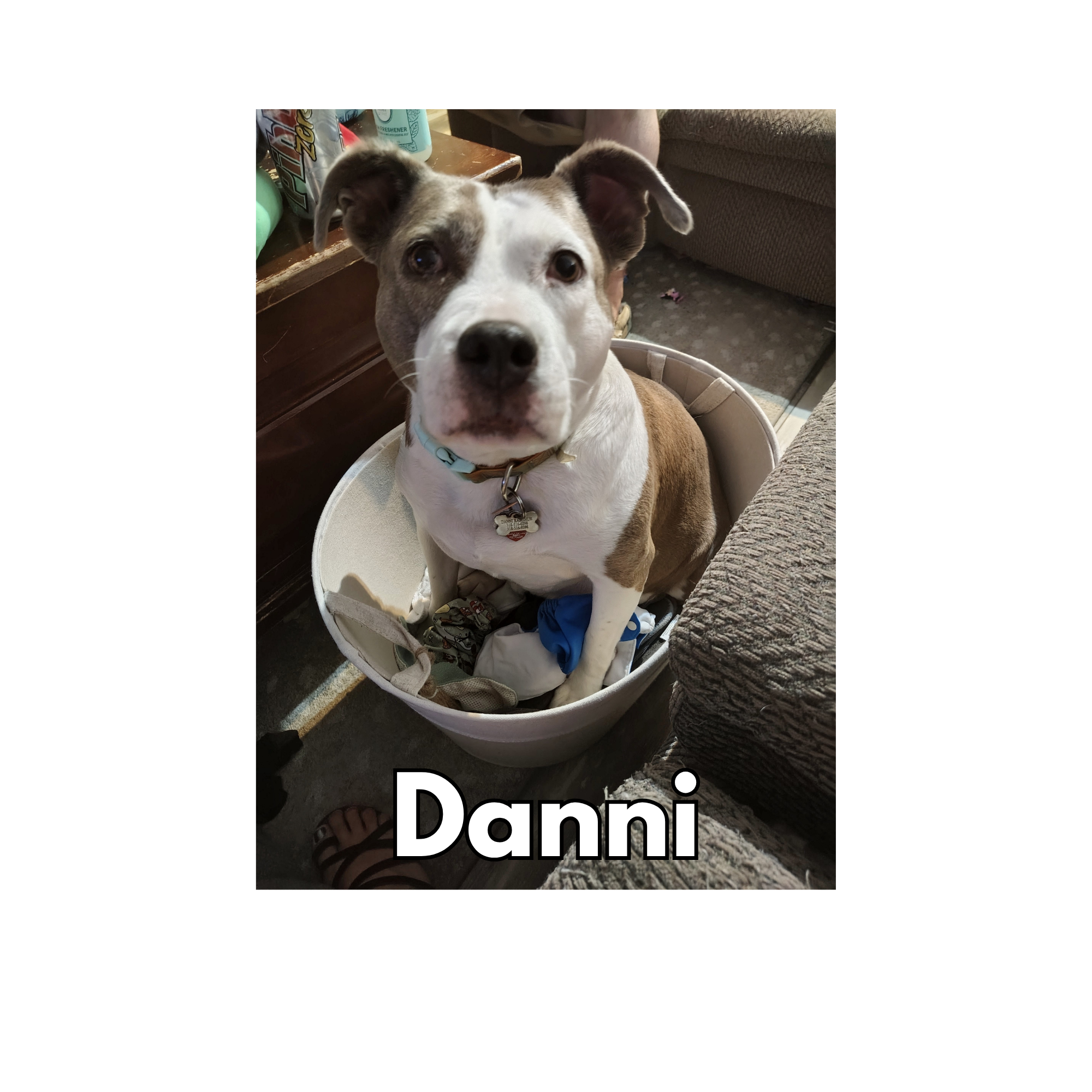 Danni
