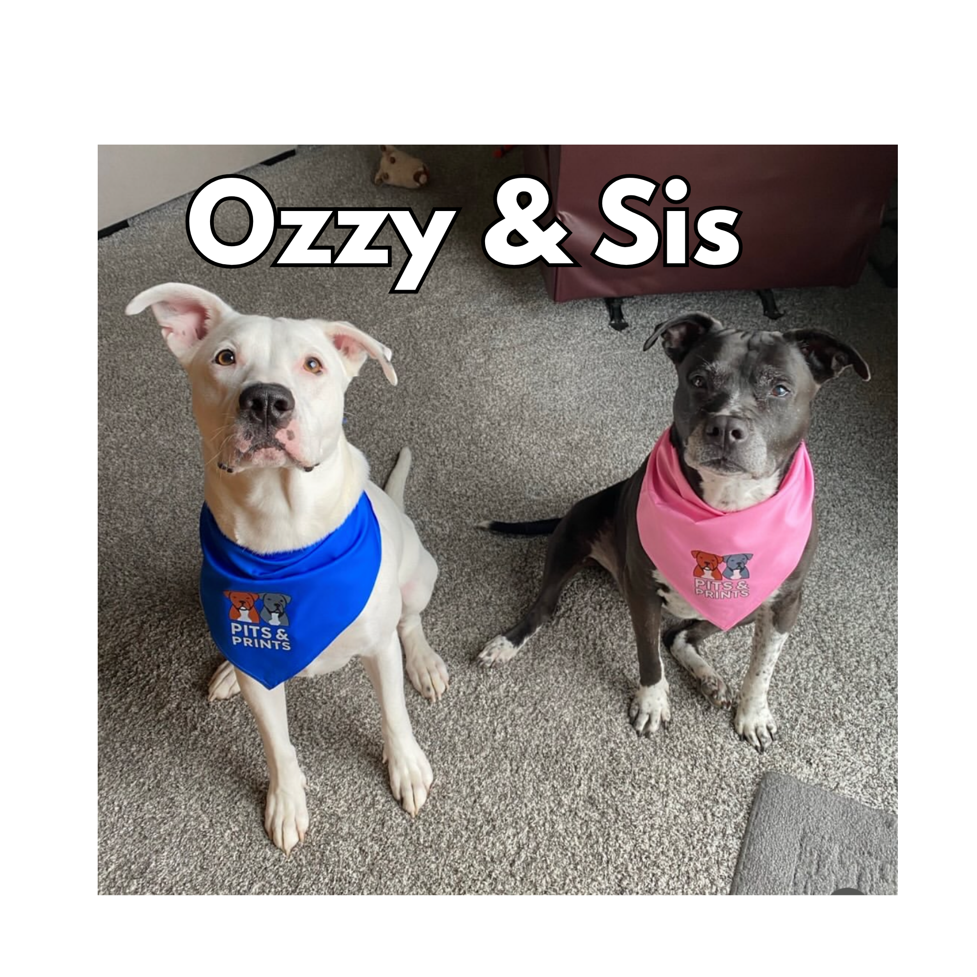 Ozzy & Sis