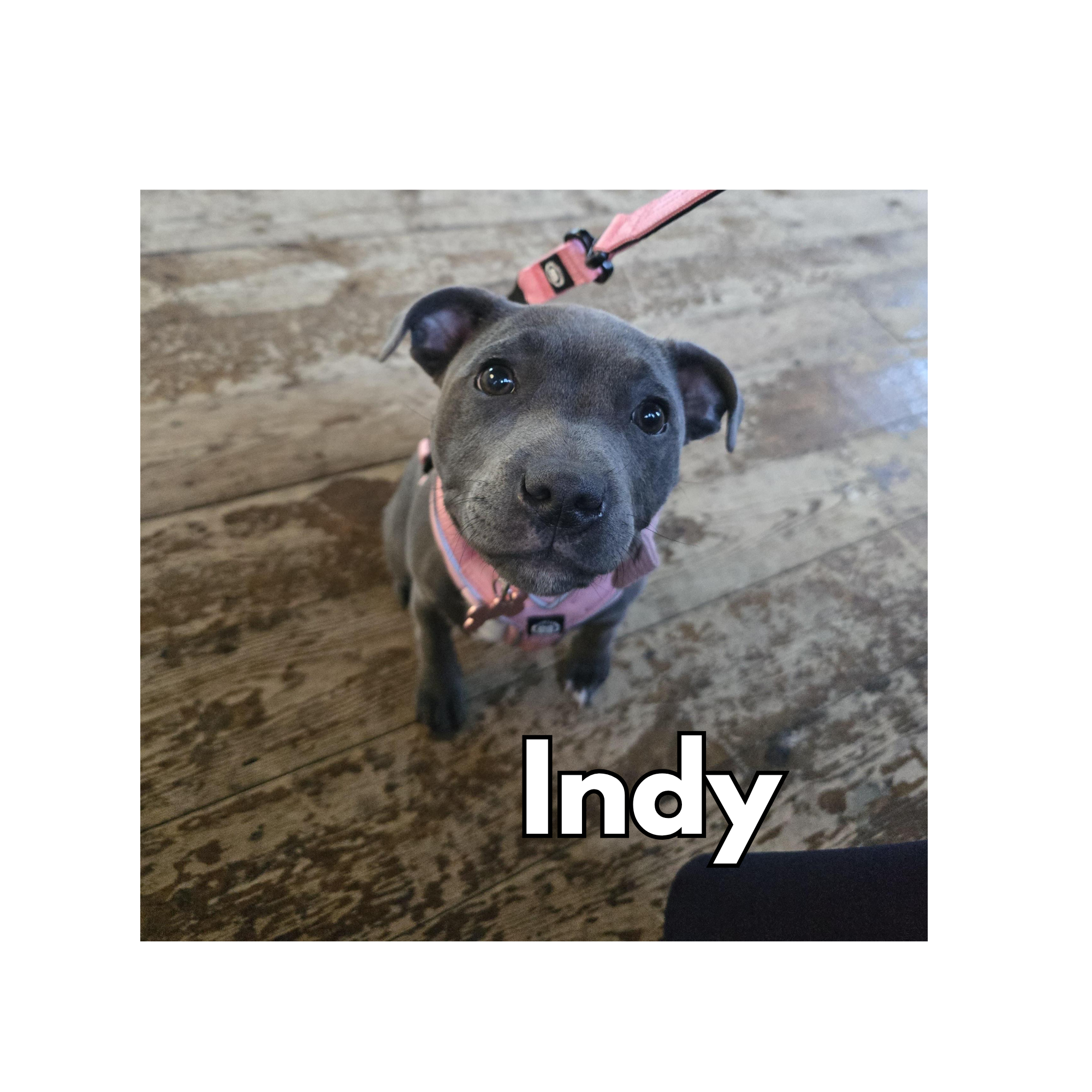 Indy