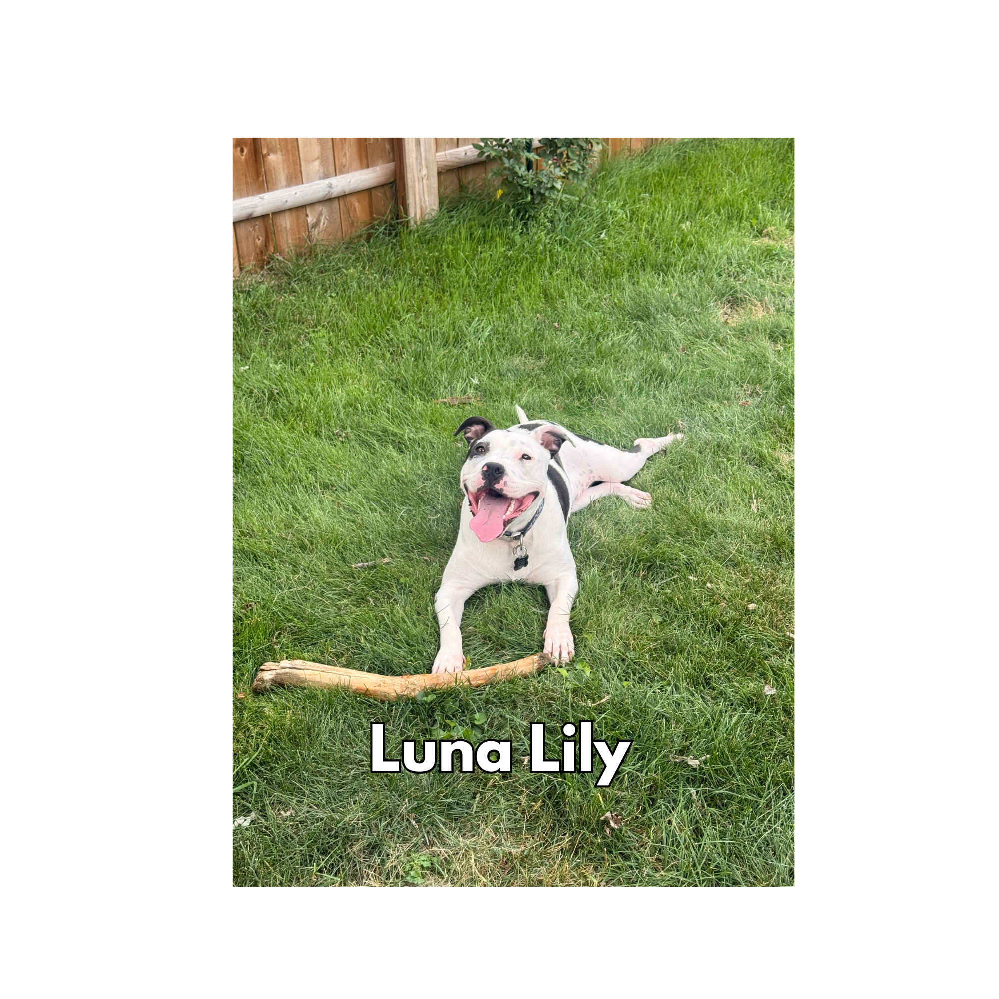 Luna Lily