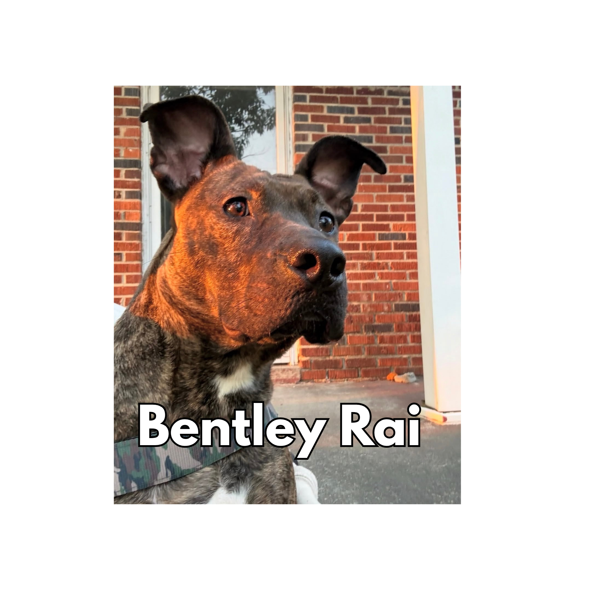 Bentley Rai